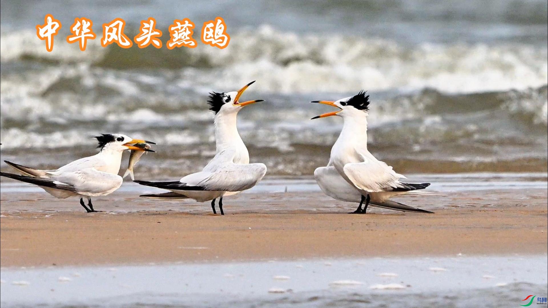 �л���ͷ��Ÿ�����㣩-����.jpg