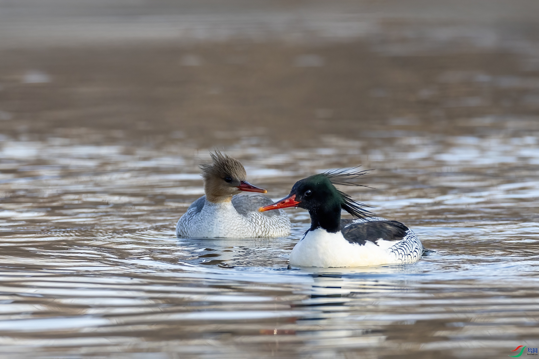 488A2994 ����.jpg