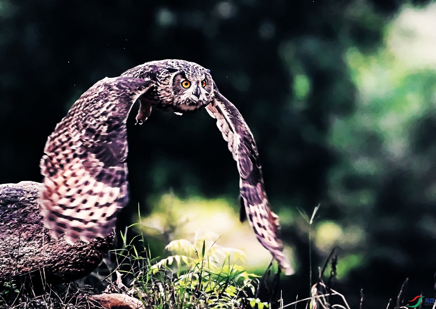 DSC_8352---_conew4.jpg