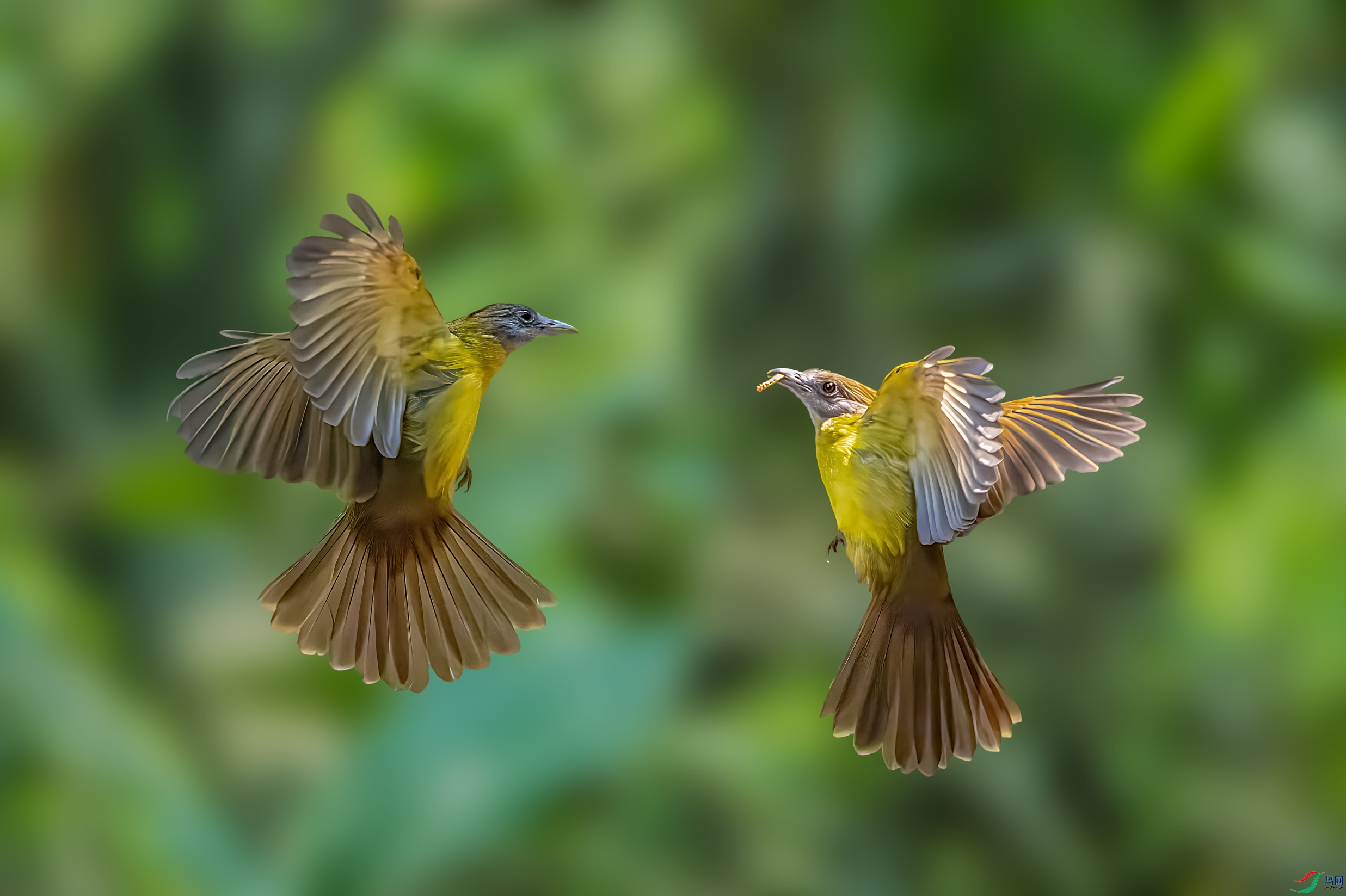 �Ƹ�����