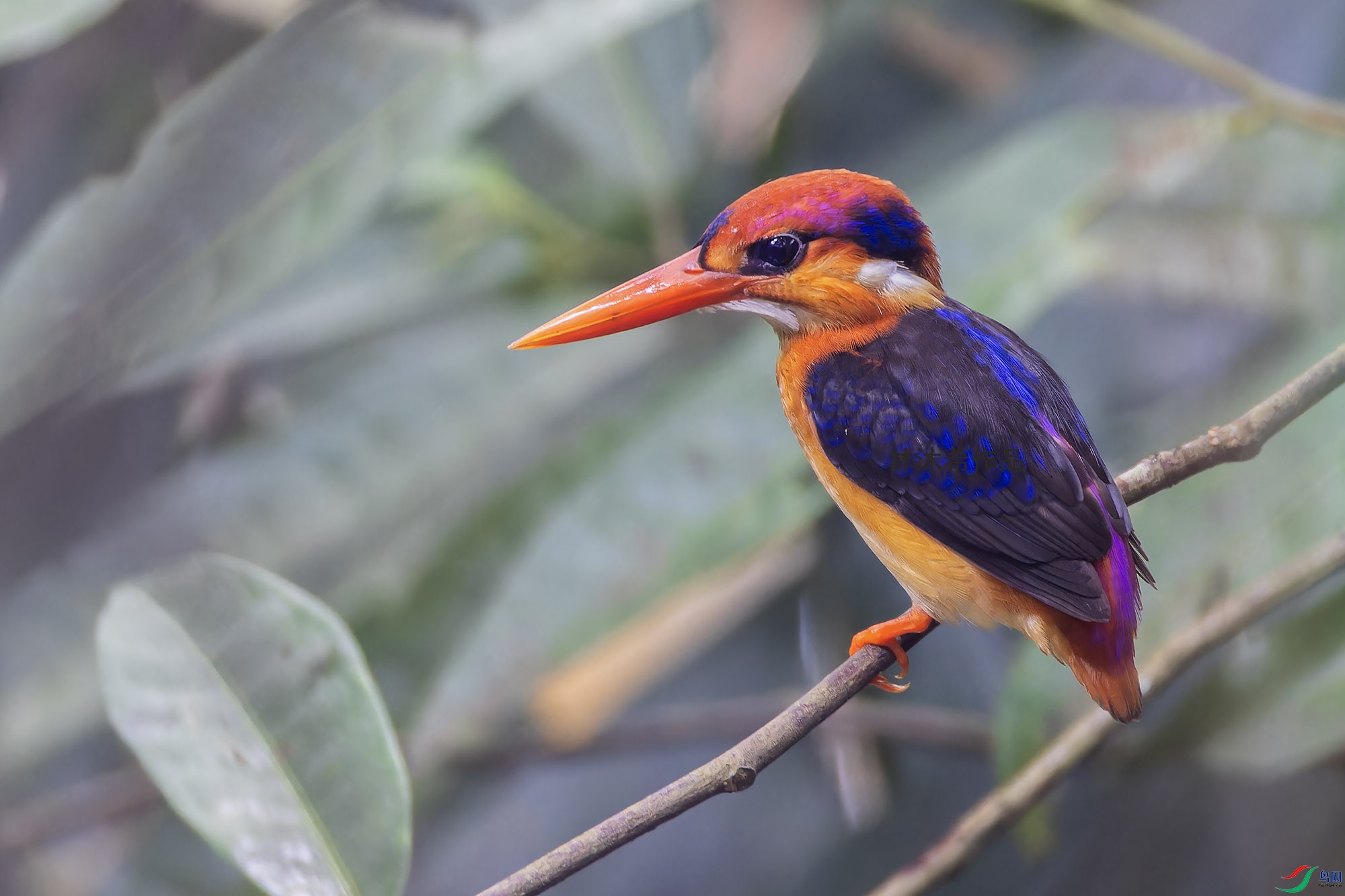 _97A0041-CR3 copy.jpg