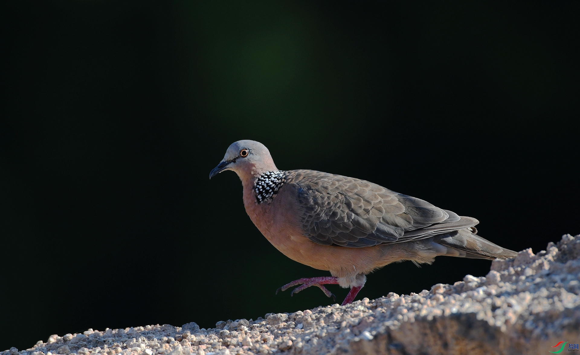 DSC_9018.jpg