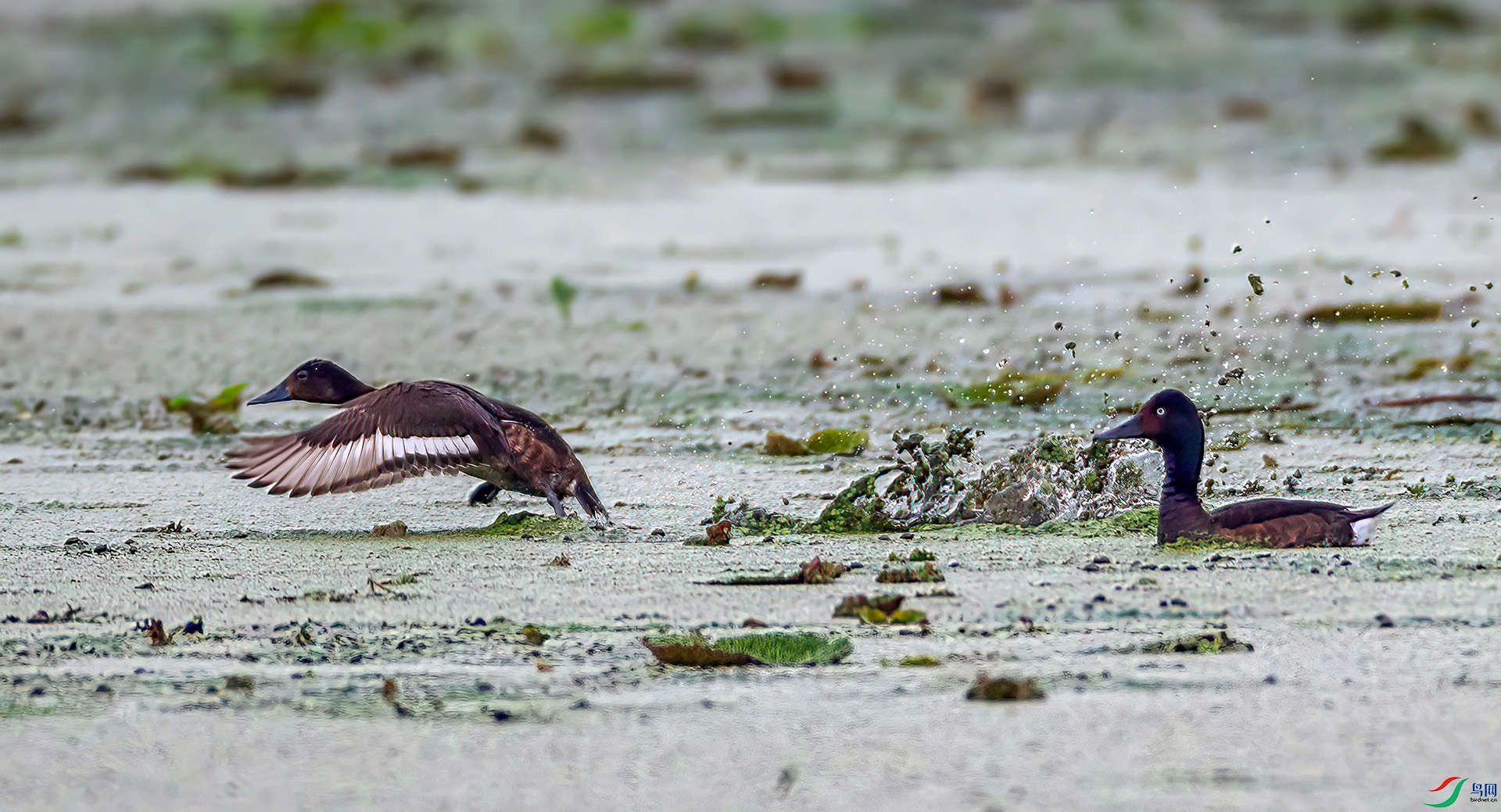 _S7I5109 ����-Sh----1 .jpg