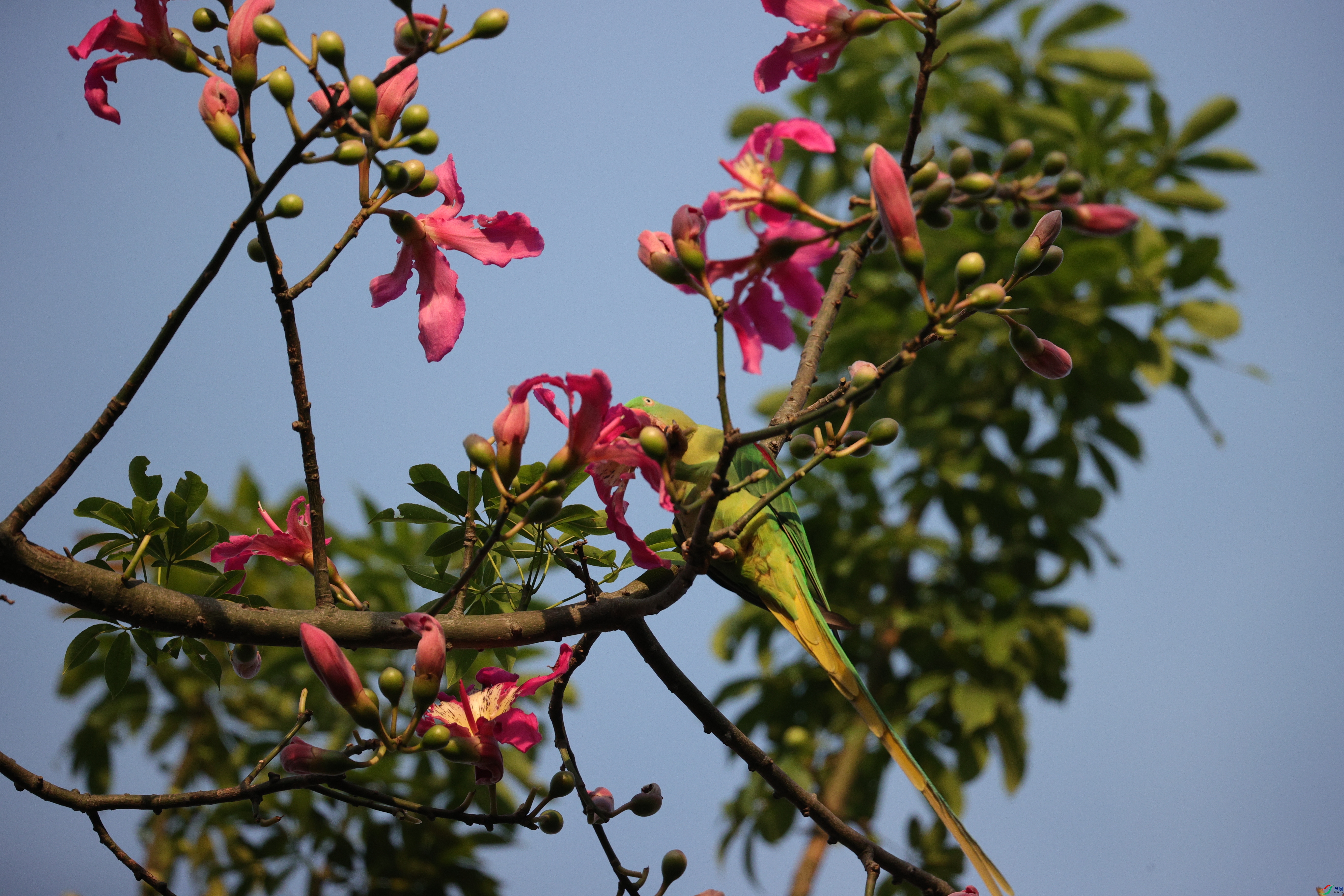 5803��ש����