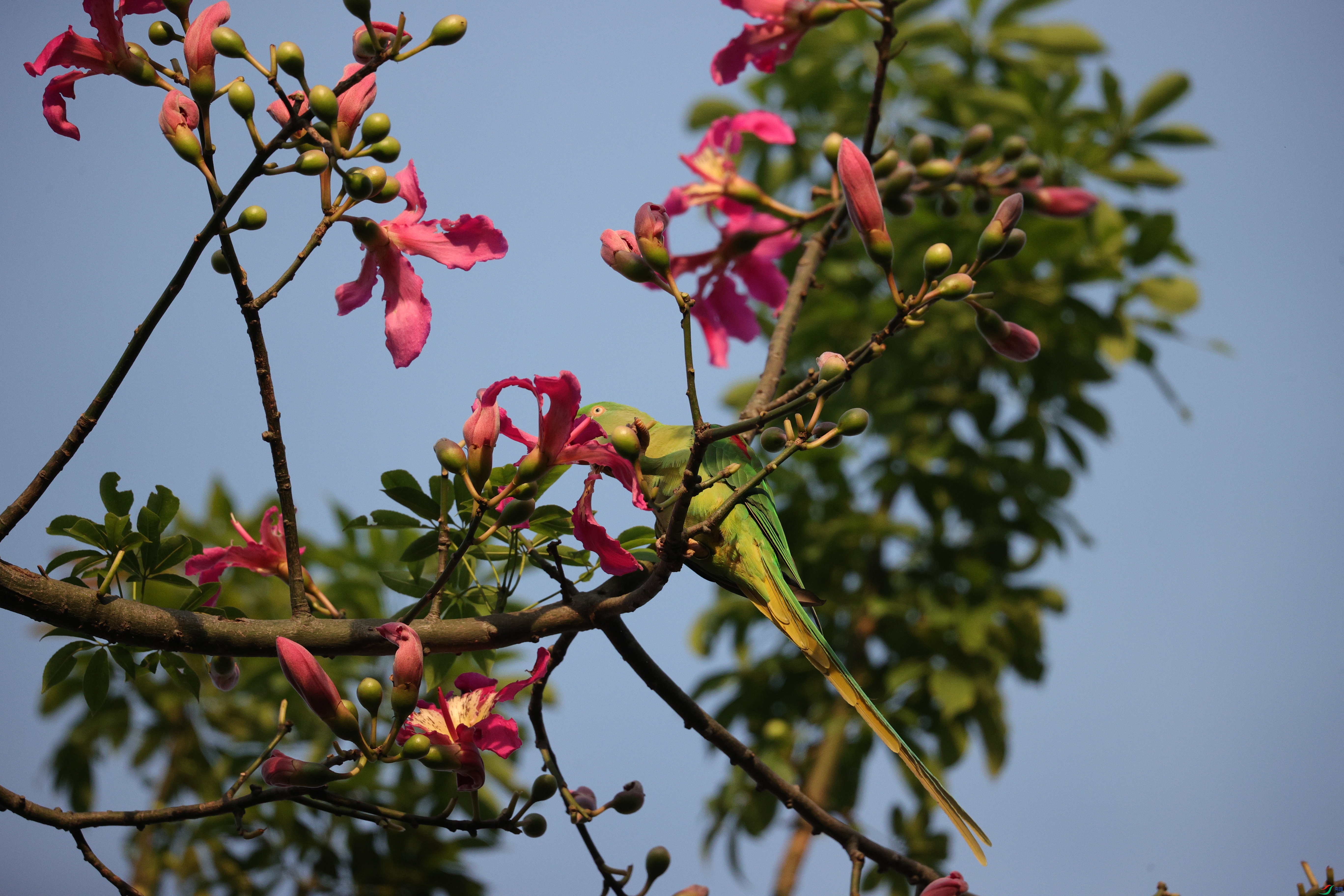 5811��ש����