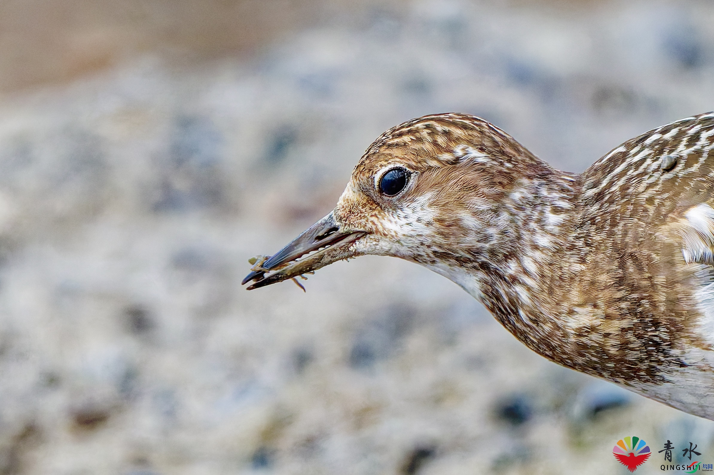 DSC_9493.jpg