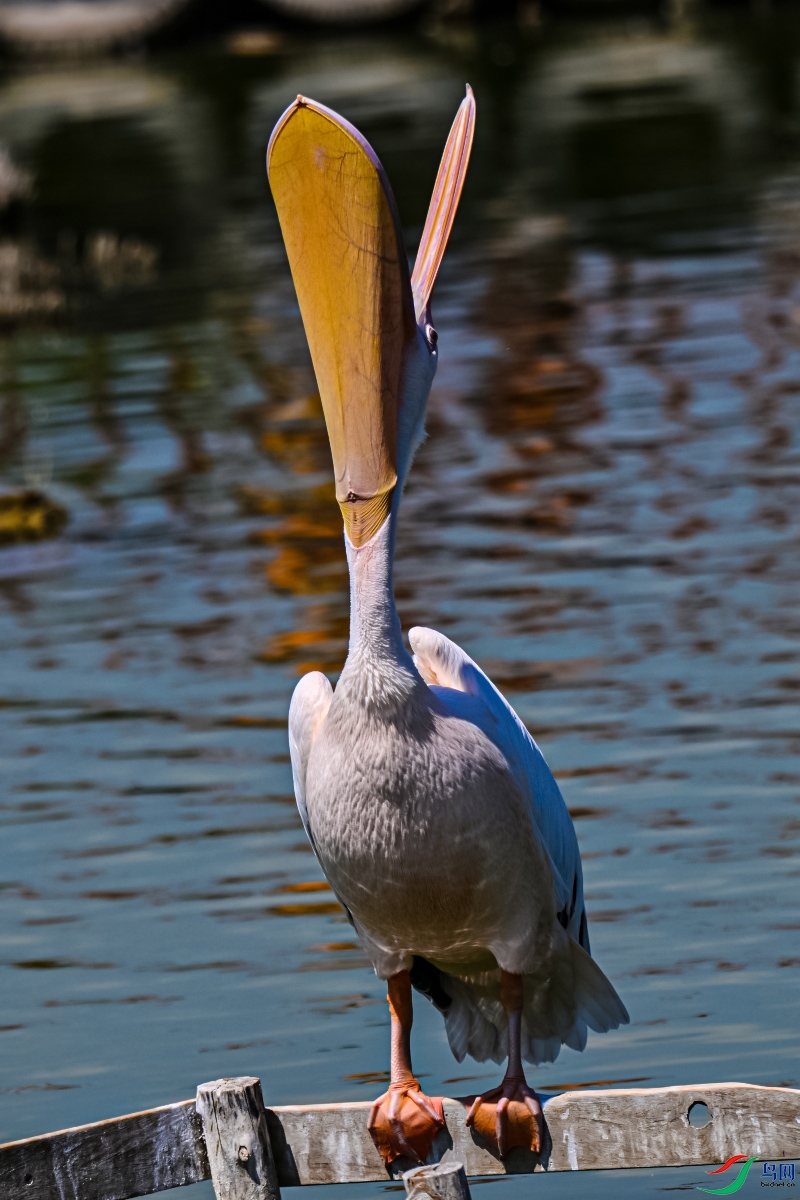DSC_9132 ����_��ͼ��.jpg
