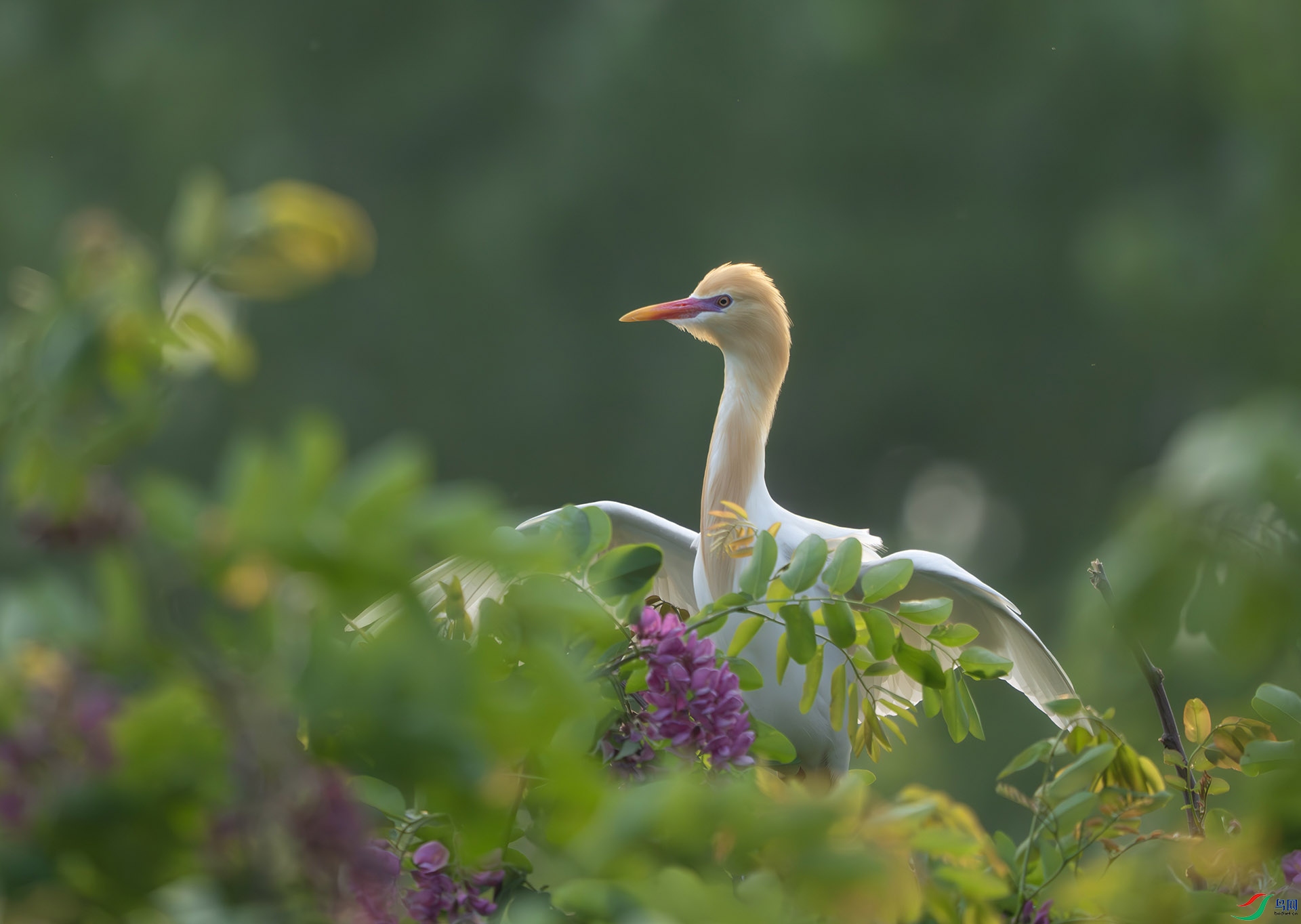 DSC05555-����ǿ-NR ����.jpg