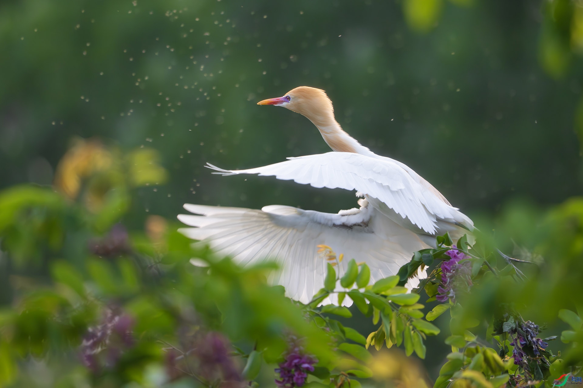 DSC05572-����ǿ-NR ����.jpg