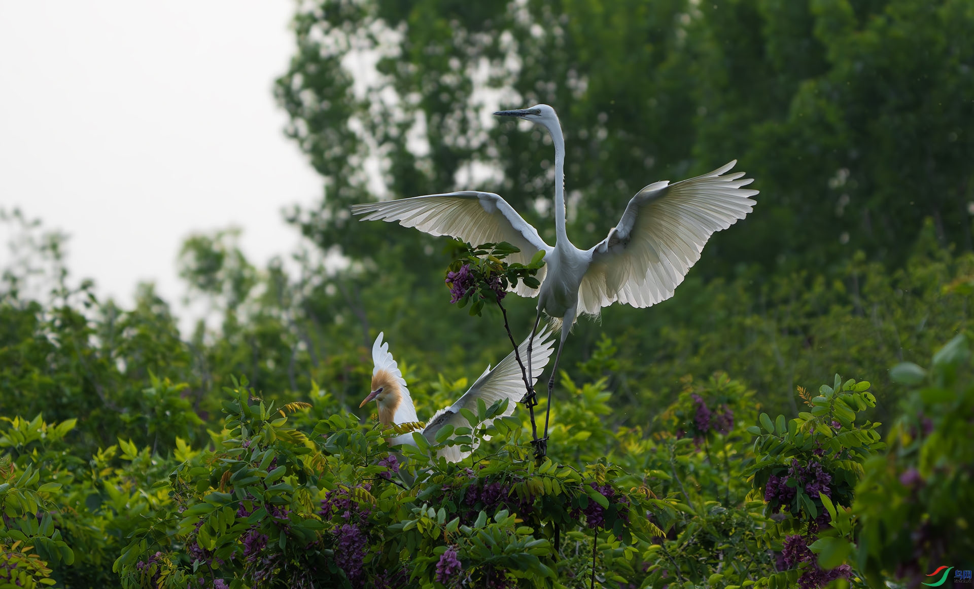 DSC05615-����ǿ-NR ����.jpg