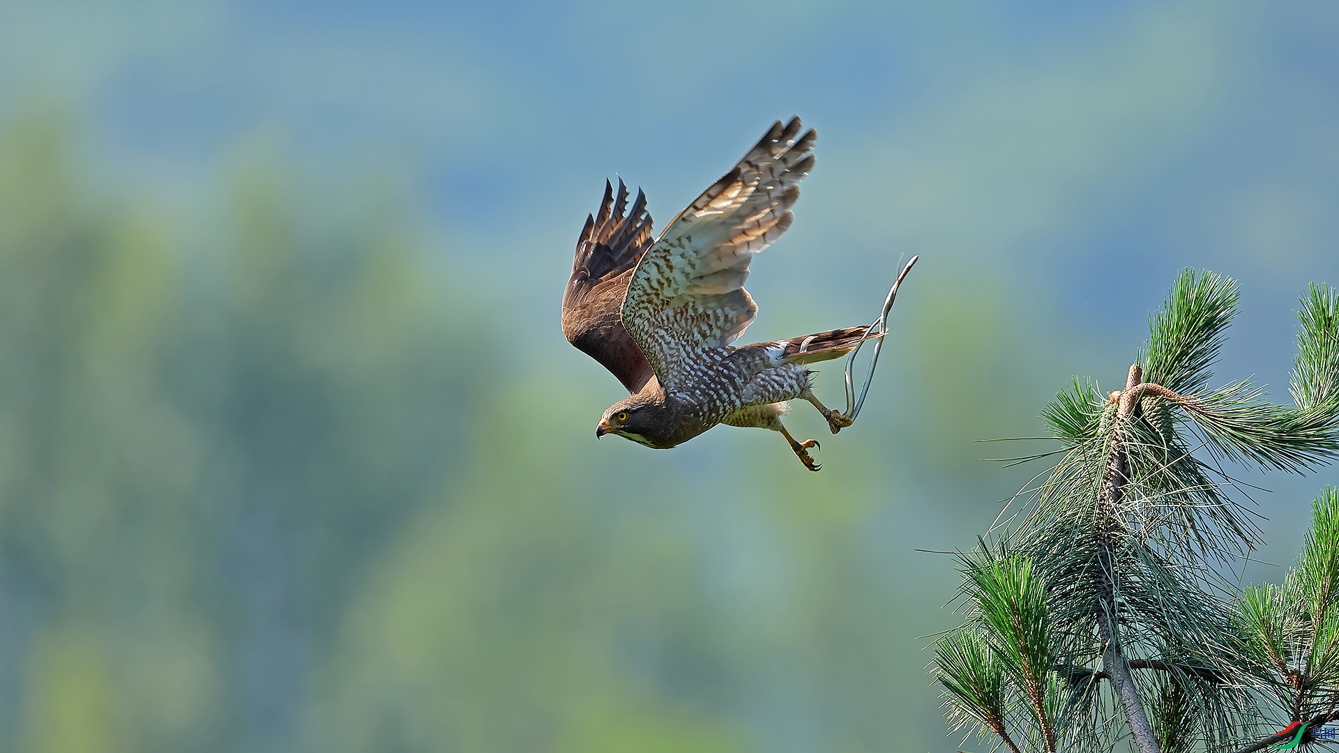 ����������0X5A1011������