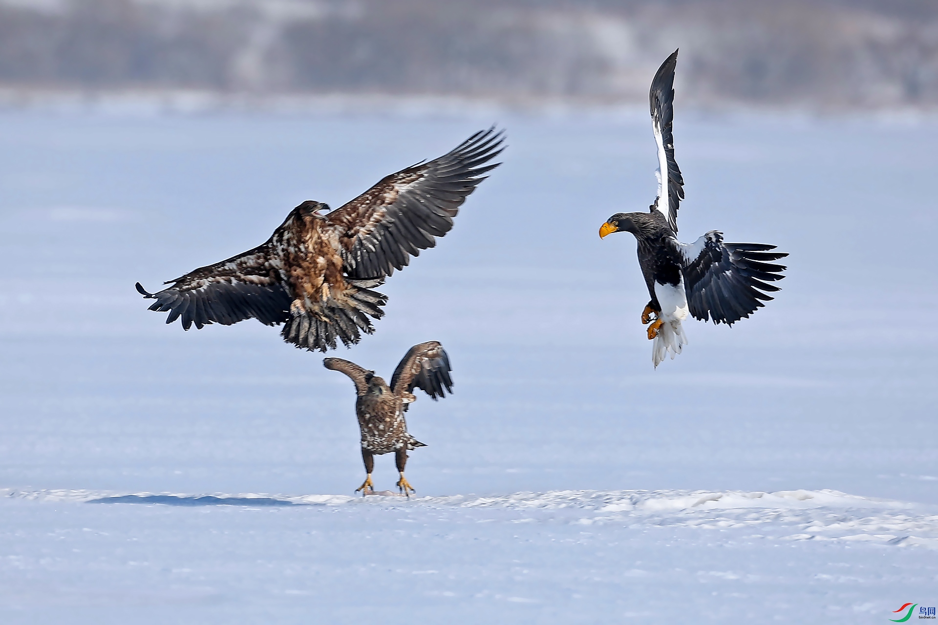 ��ѩ��ս0X5A3456.jpg
