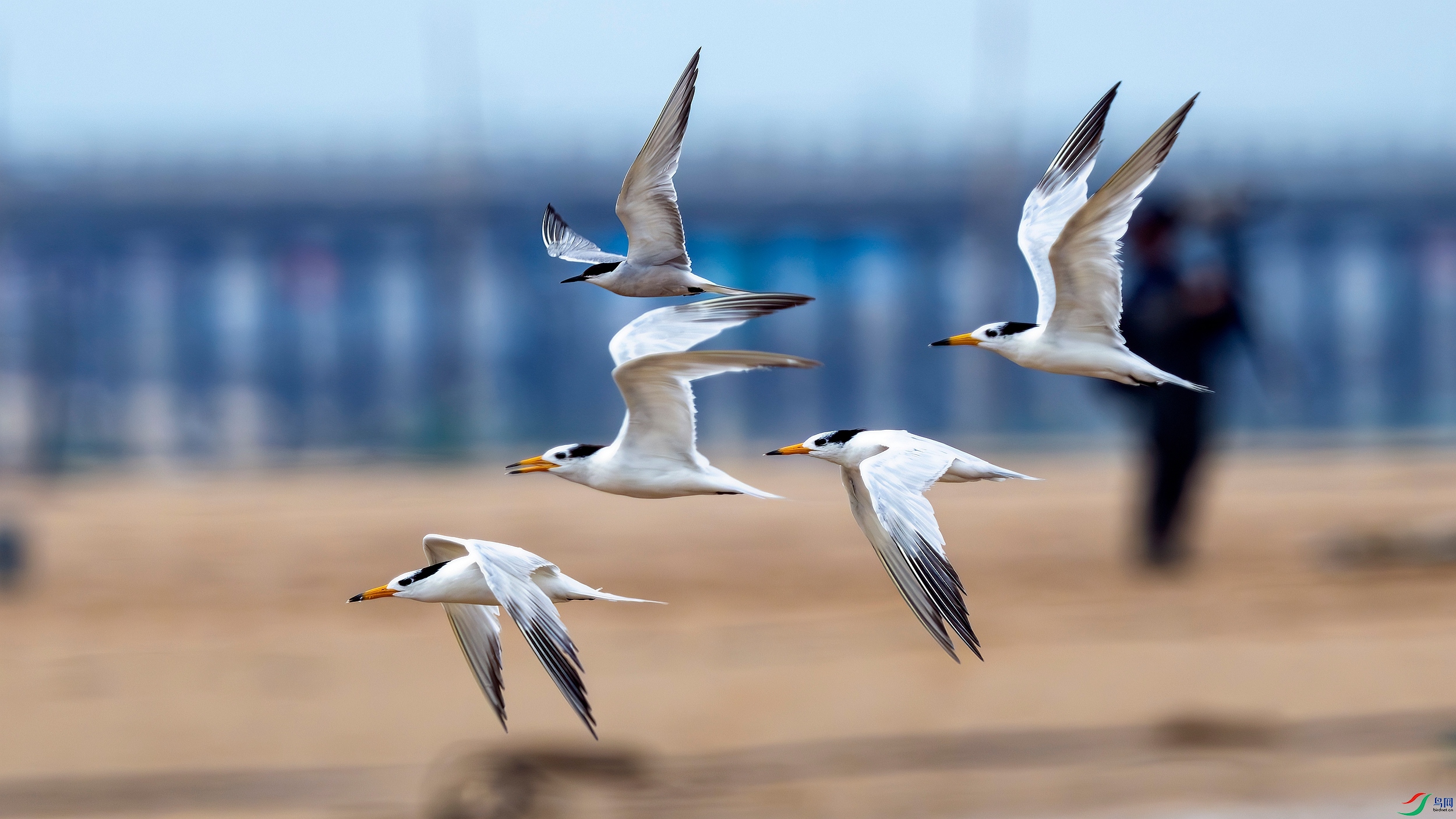 _DSC0267 ����_����.jpg