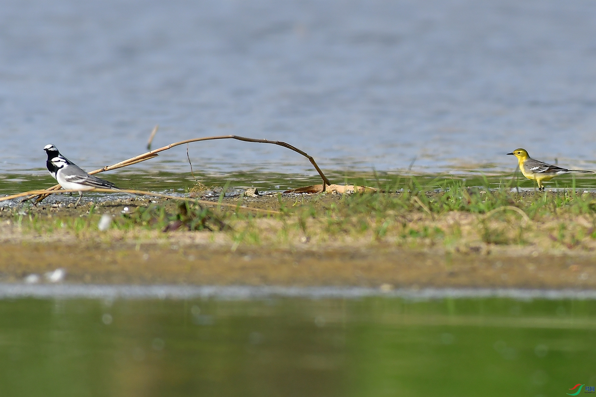 DSC_1947.JPG