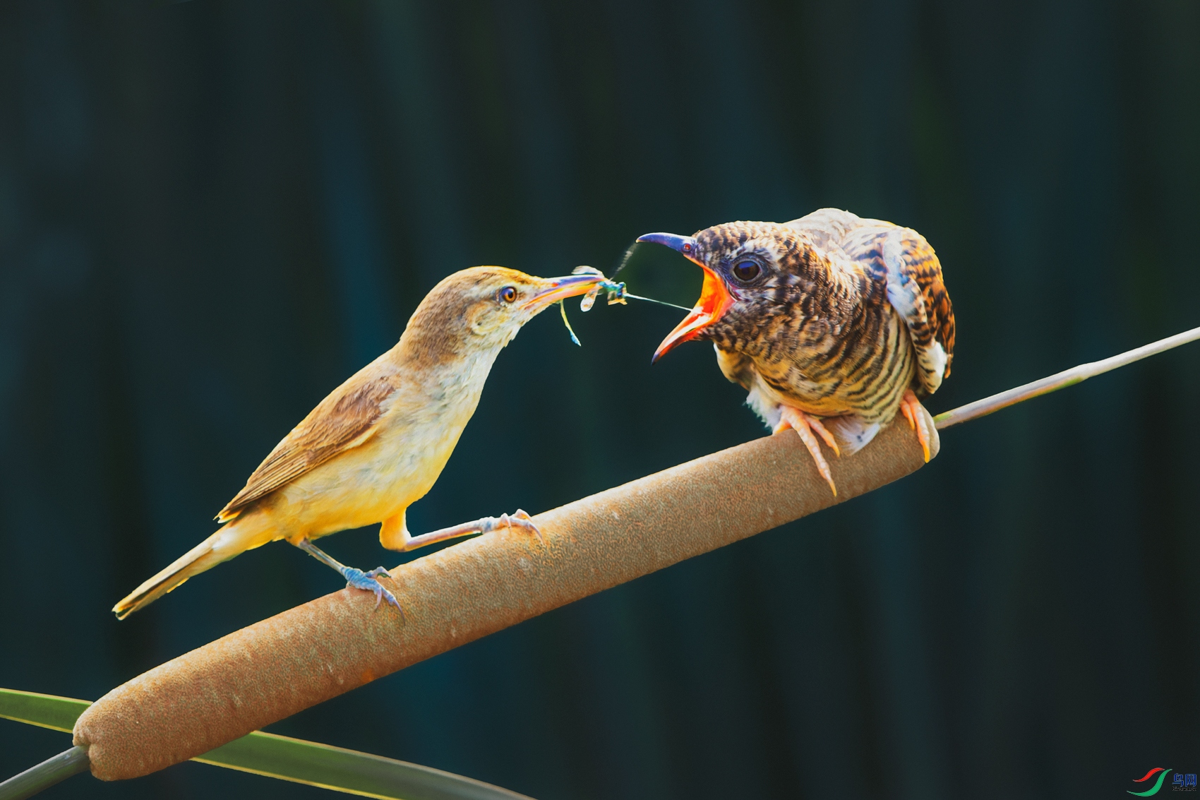 ������έݺ���ž�����----�氮����