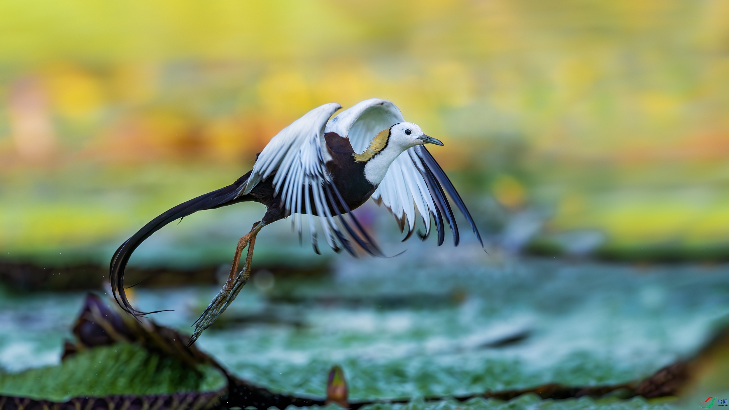 _MGL4876-����ǿ-NR.jpg
