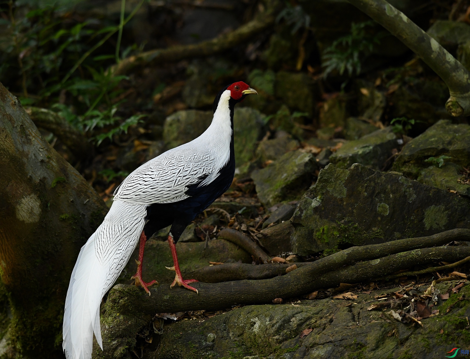 DSC_2801.jpg