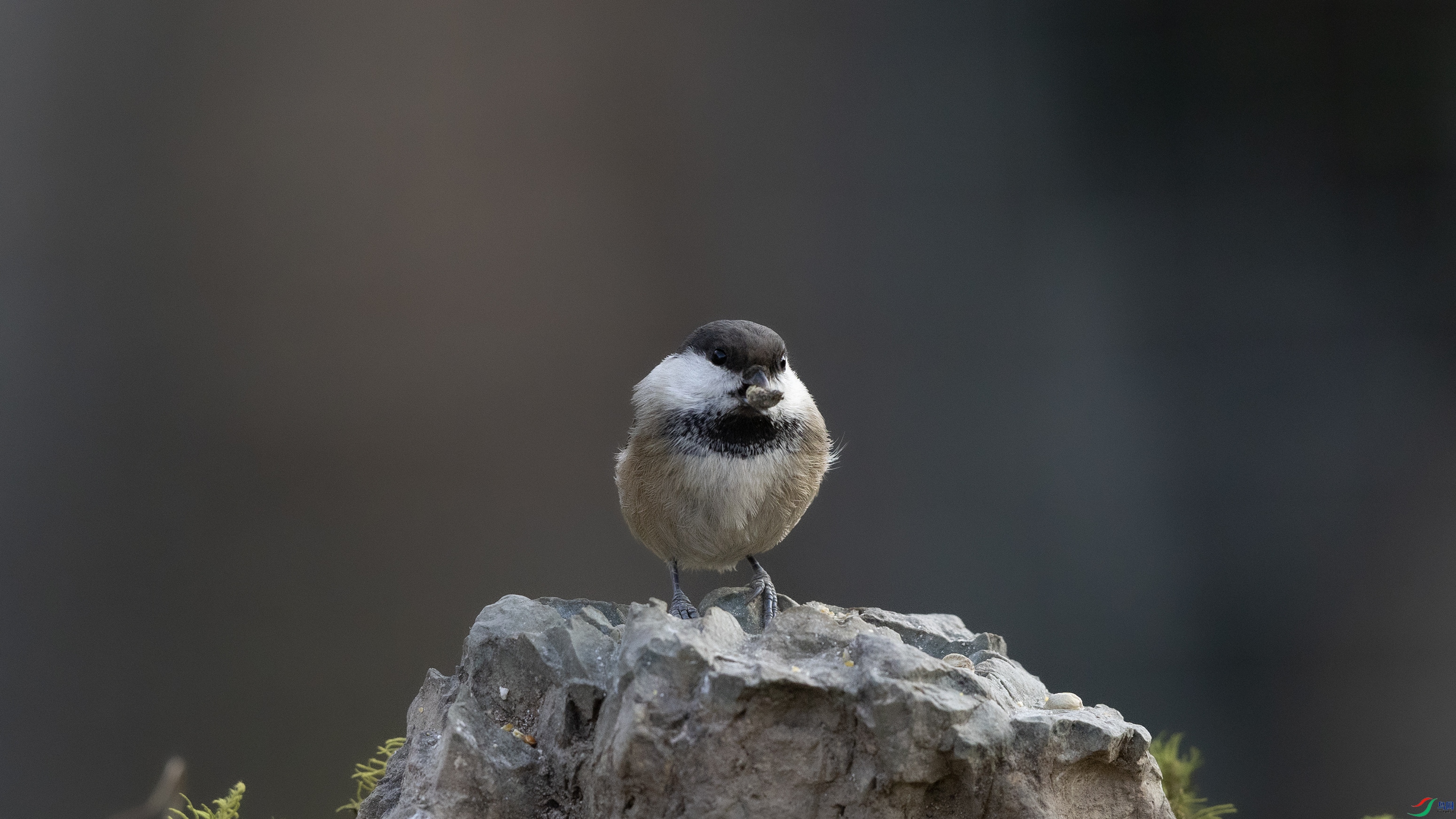 7X5A3658 ����.jpg