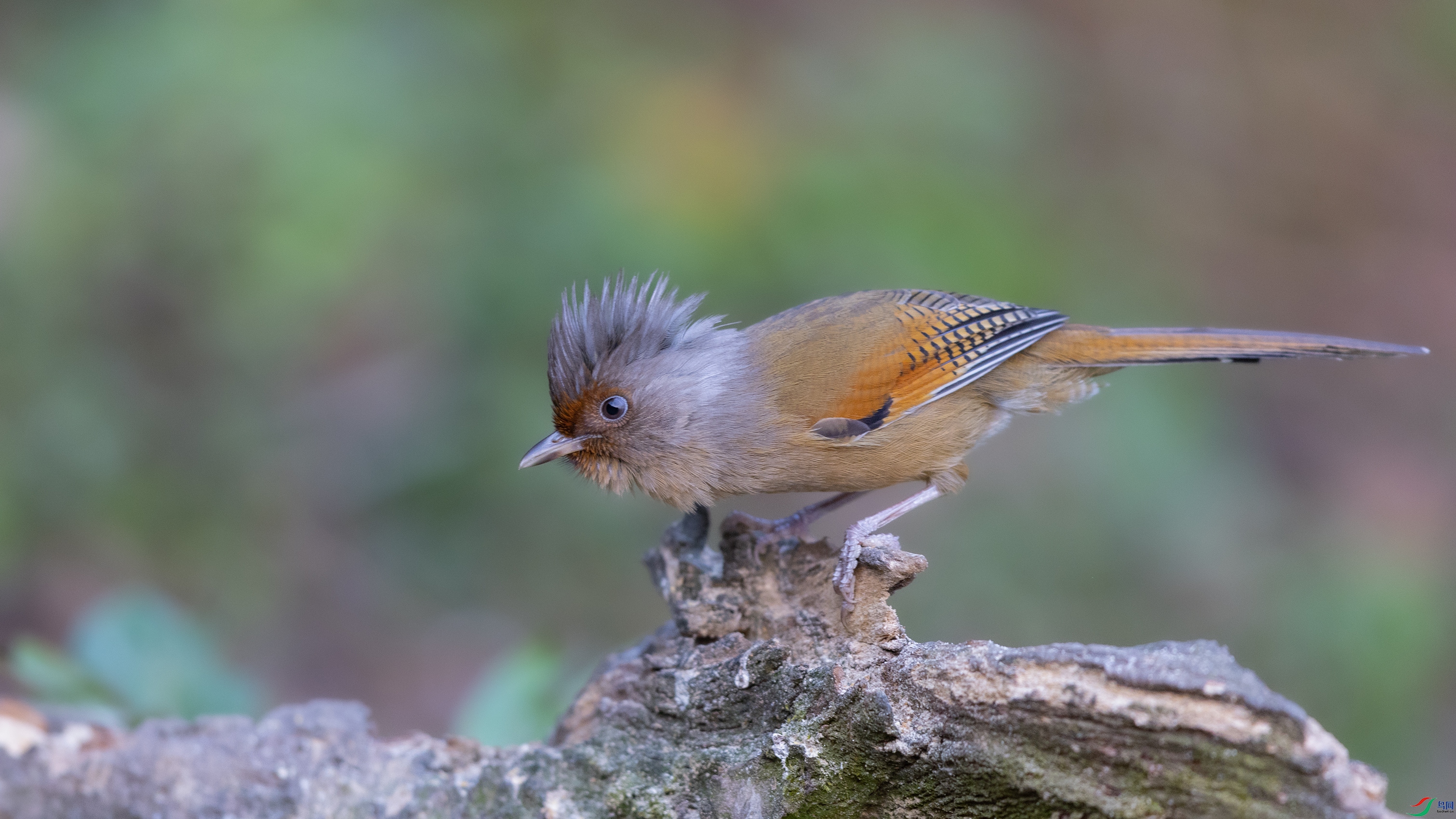 _O7A3525 ����4444.jpg