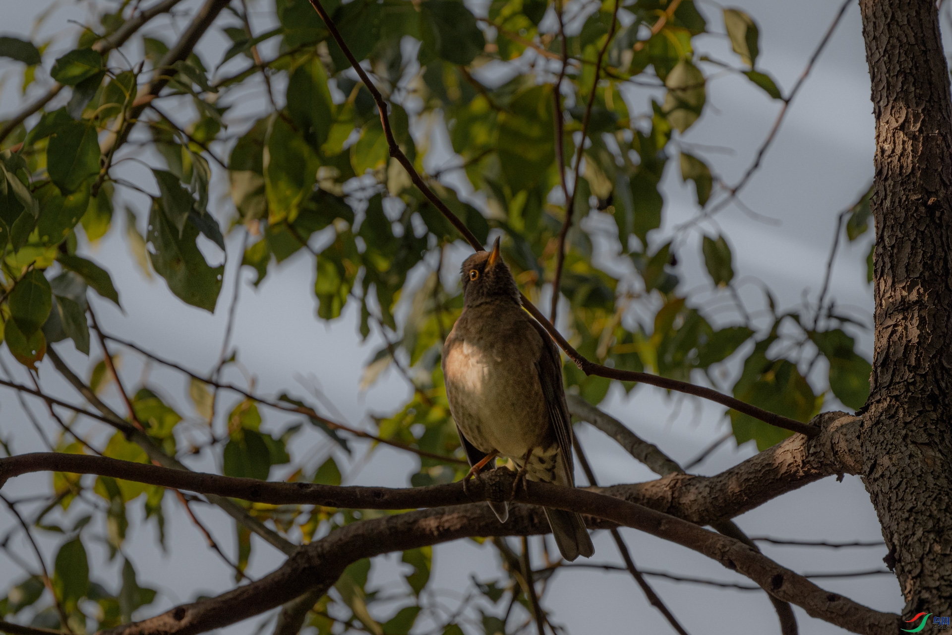 DSC_0081 ����.jpg