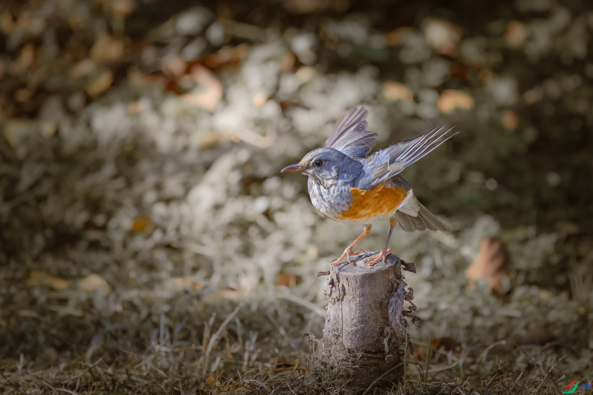 DSC_0828 ����.jpg