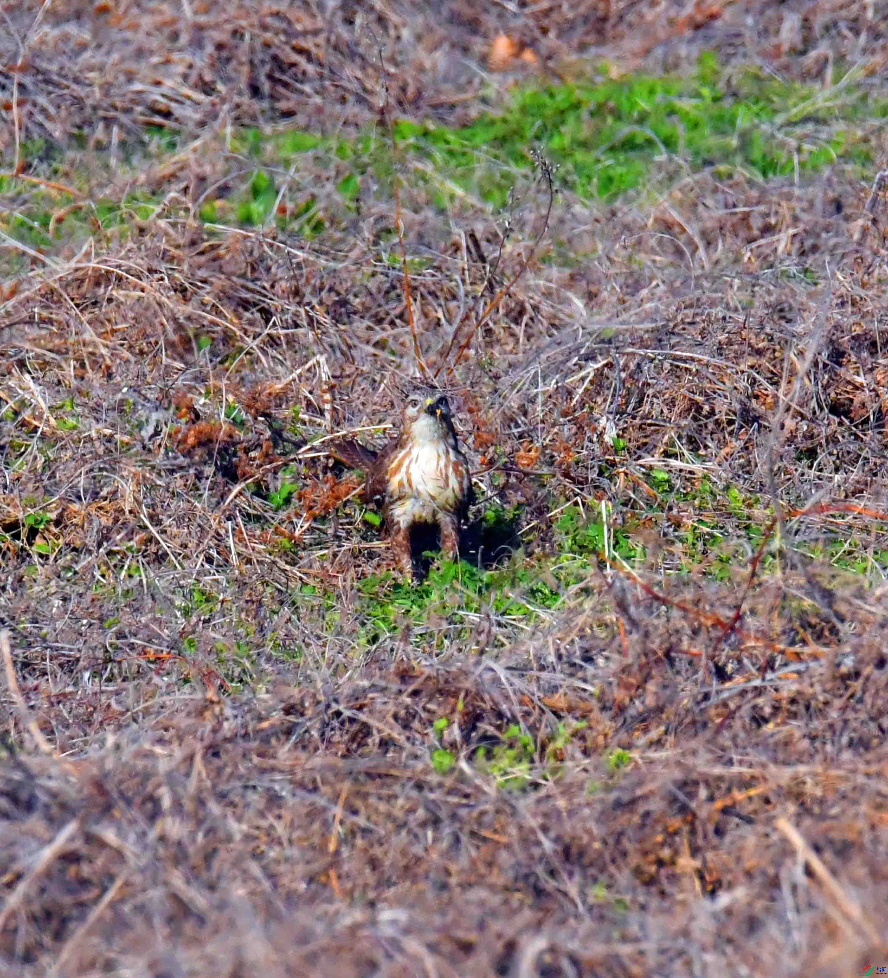 DSC_8058.JPG