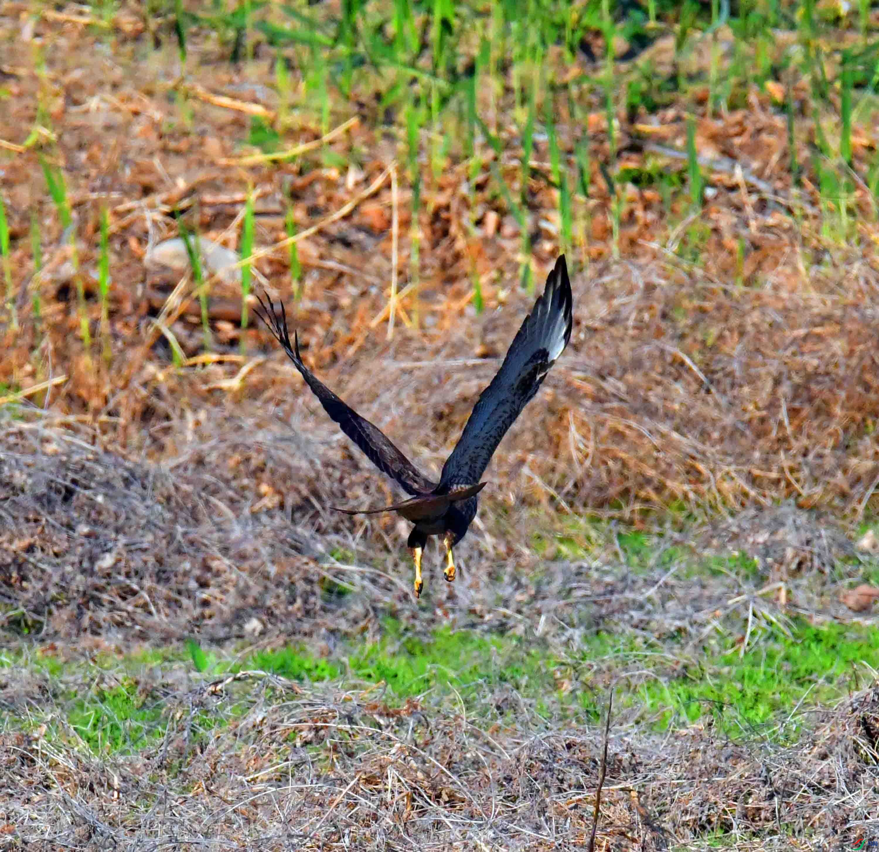 DSC_8098.JPG