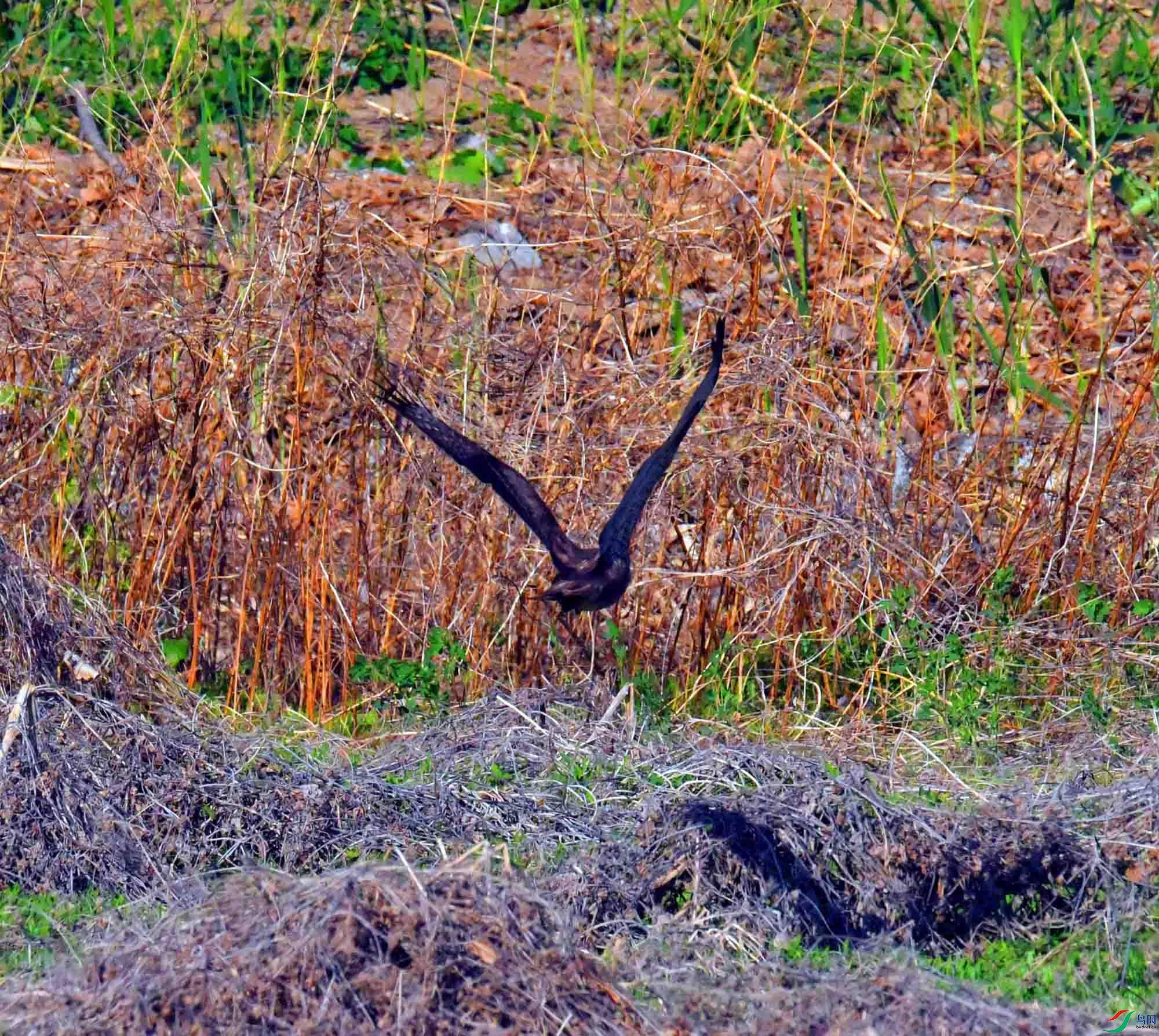 DSC_8100.JPG