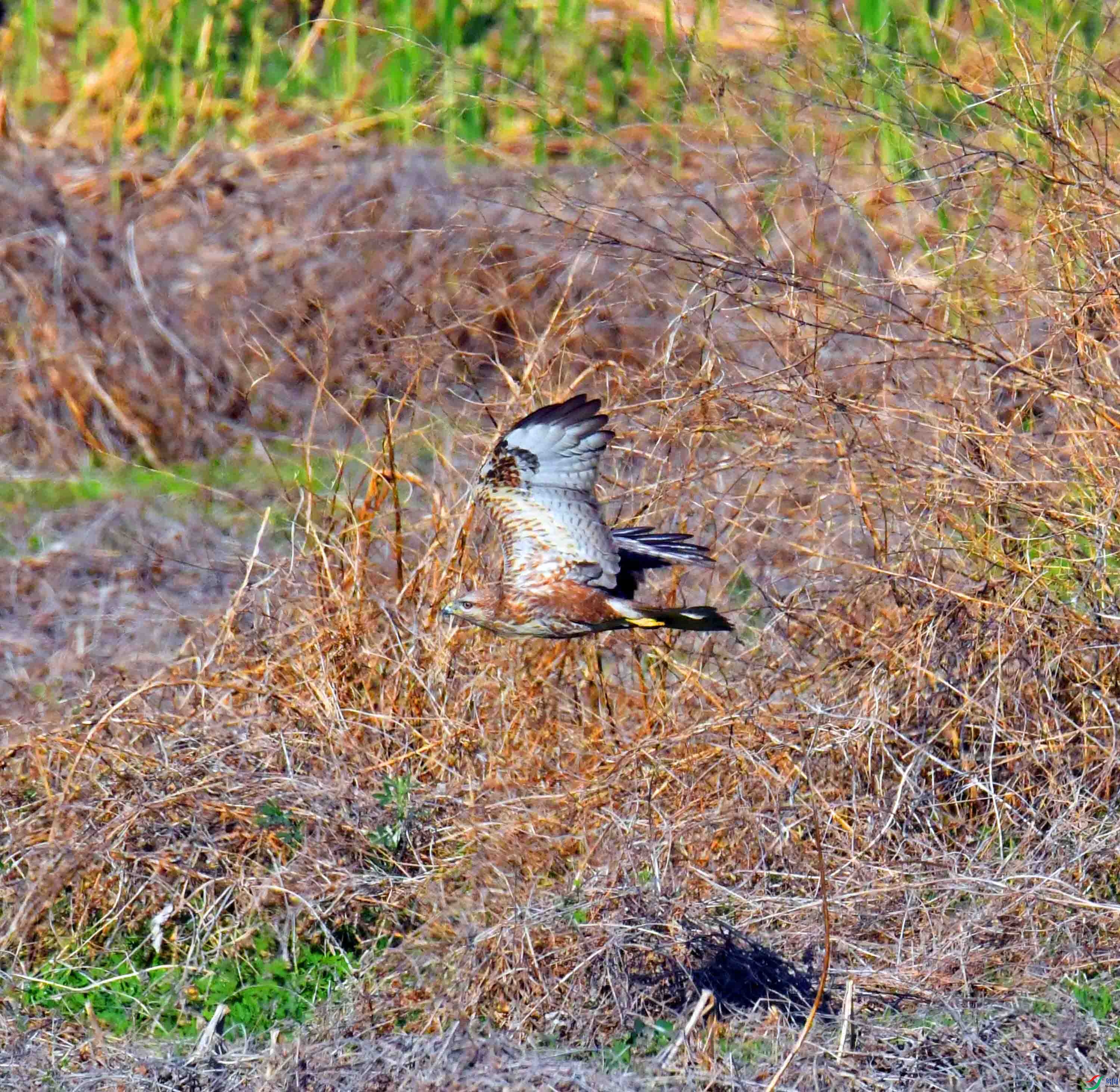 DSC_8130.JPG