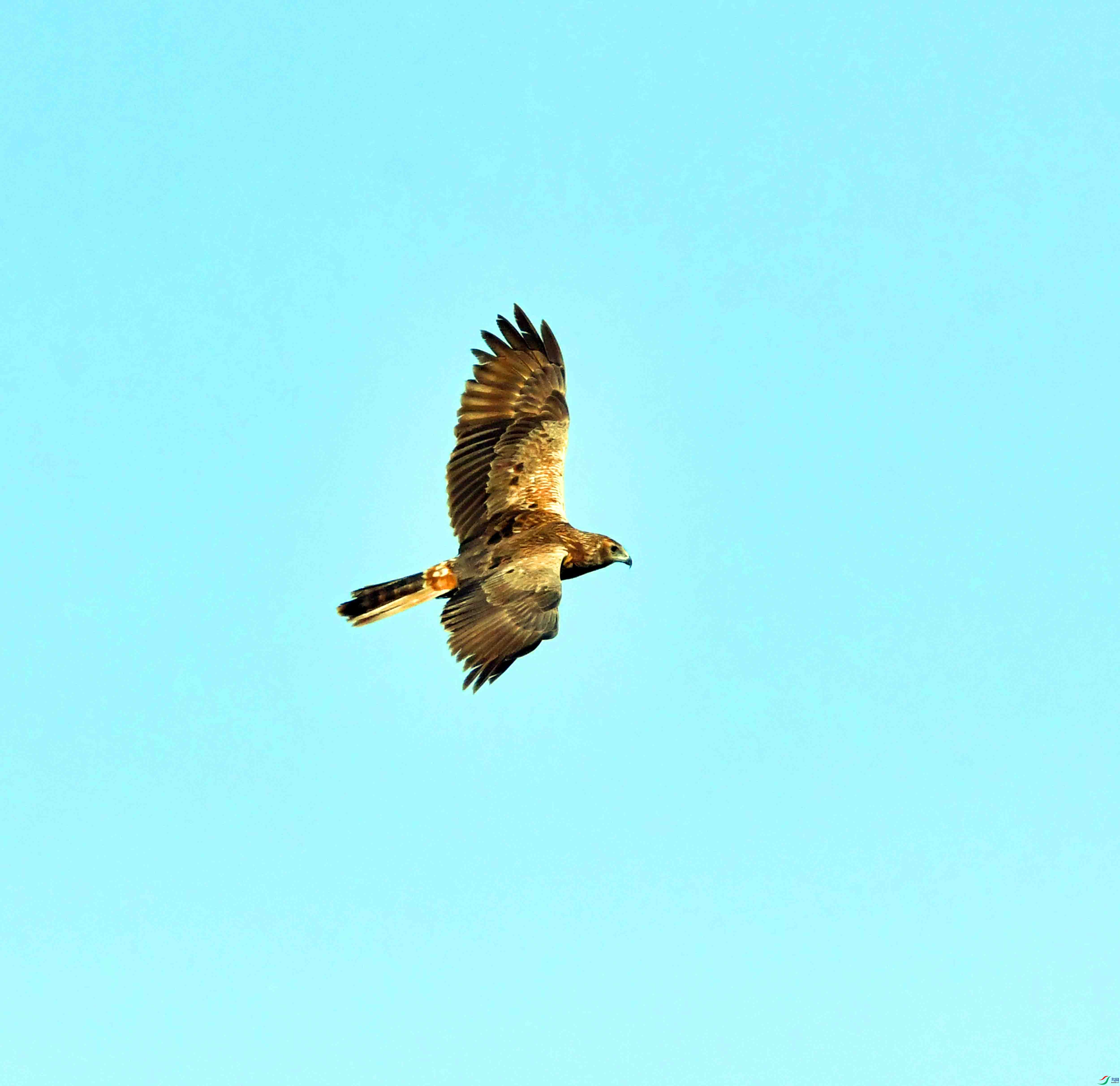 DSC_8184.JPG