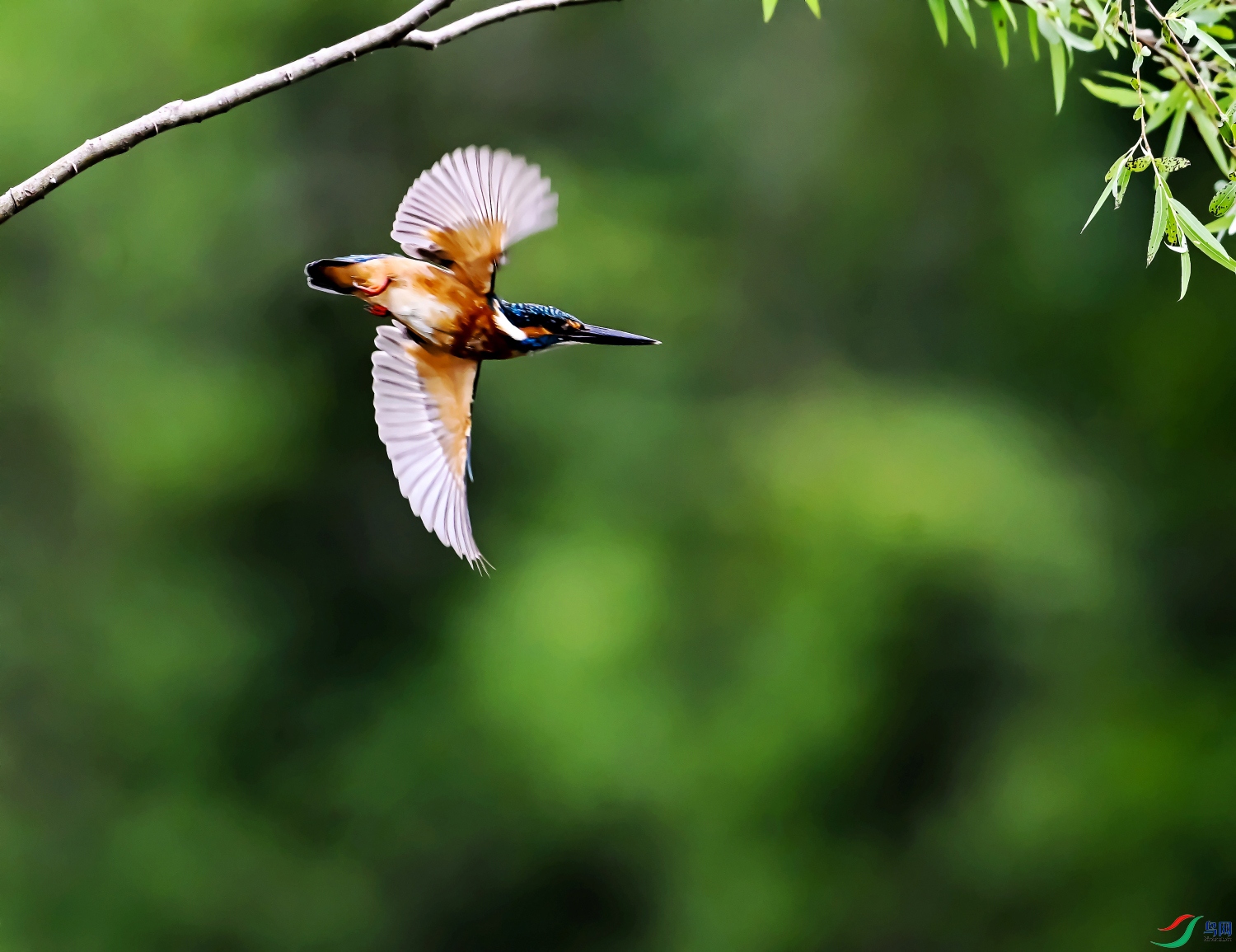 DSC_5403---_conew1.jpg