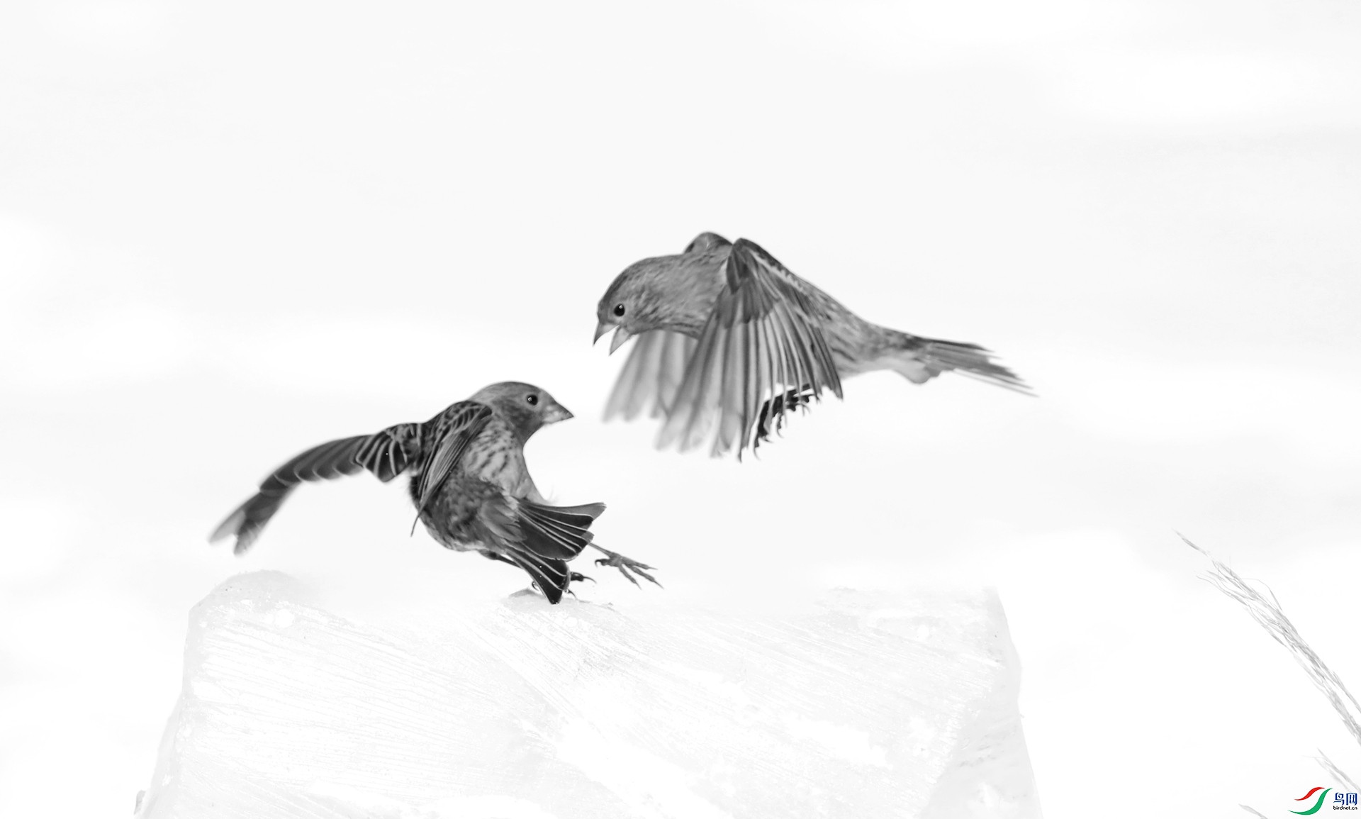 9G8A8017 ����.jpg