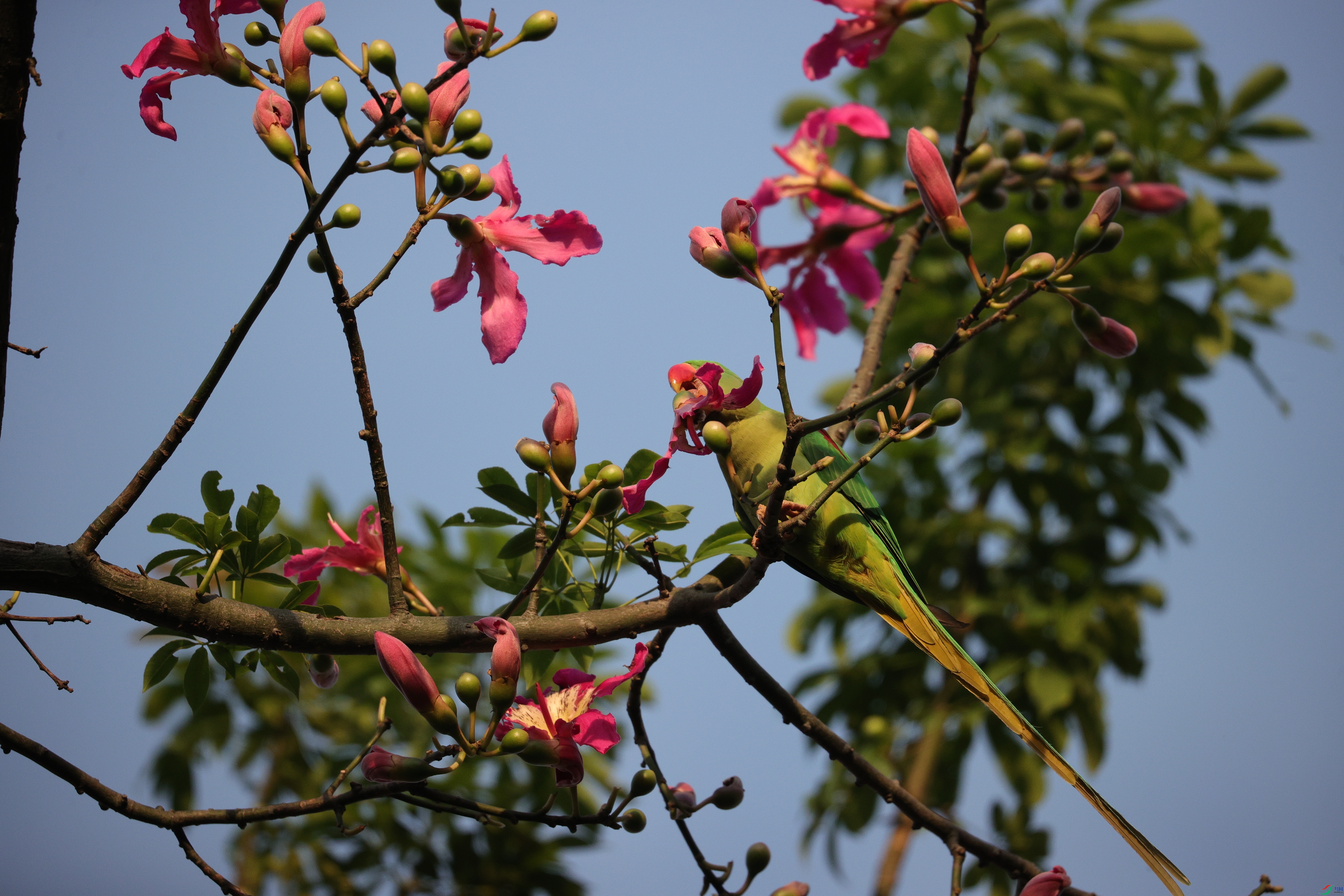 5911��ש����