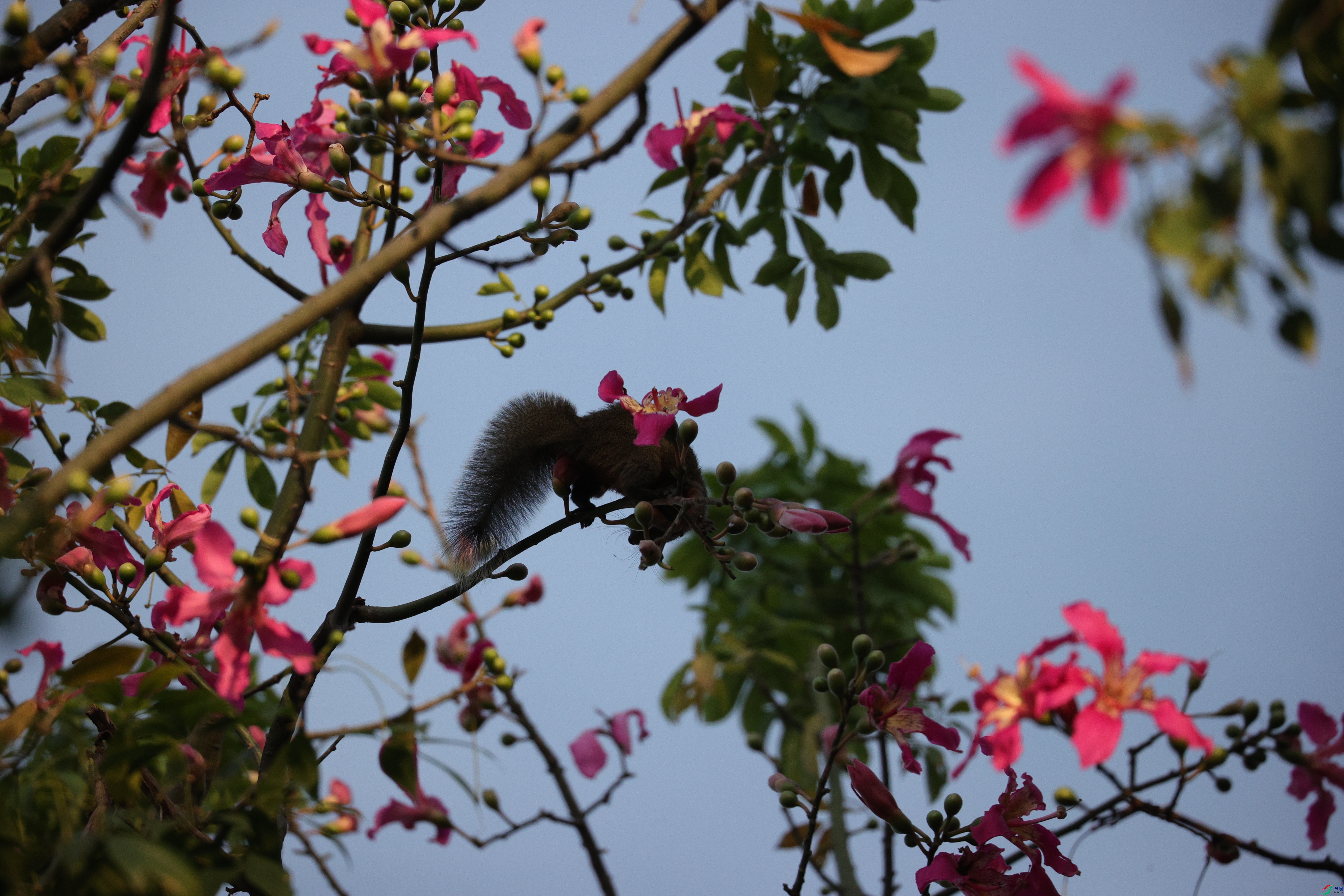 5918��ש����