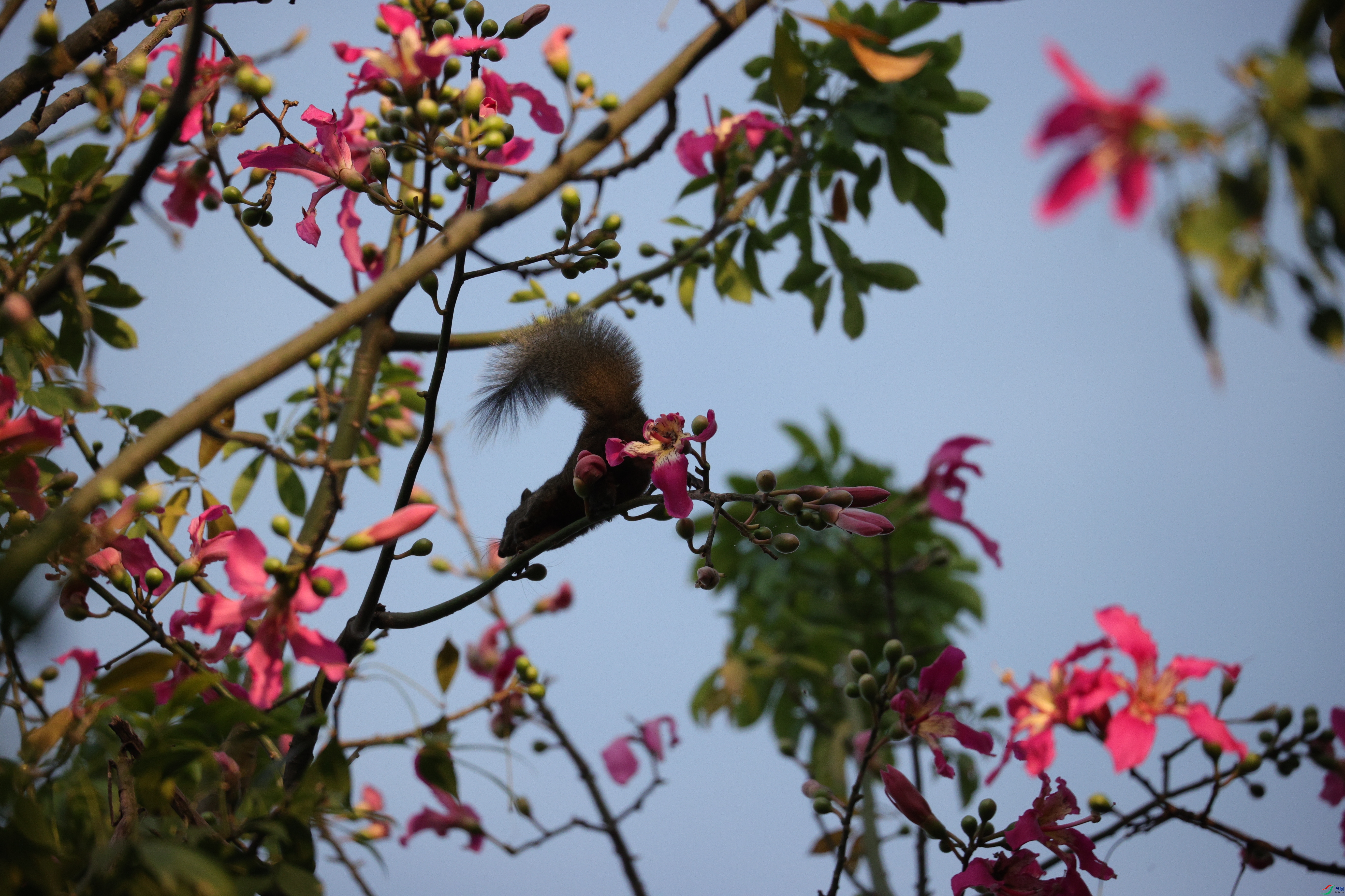 5920��ש����