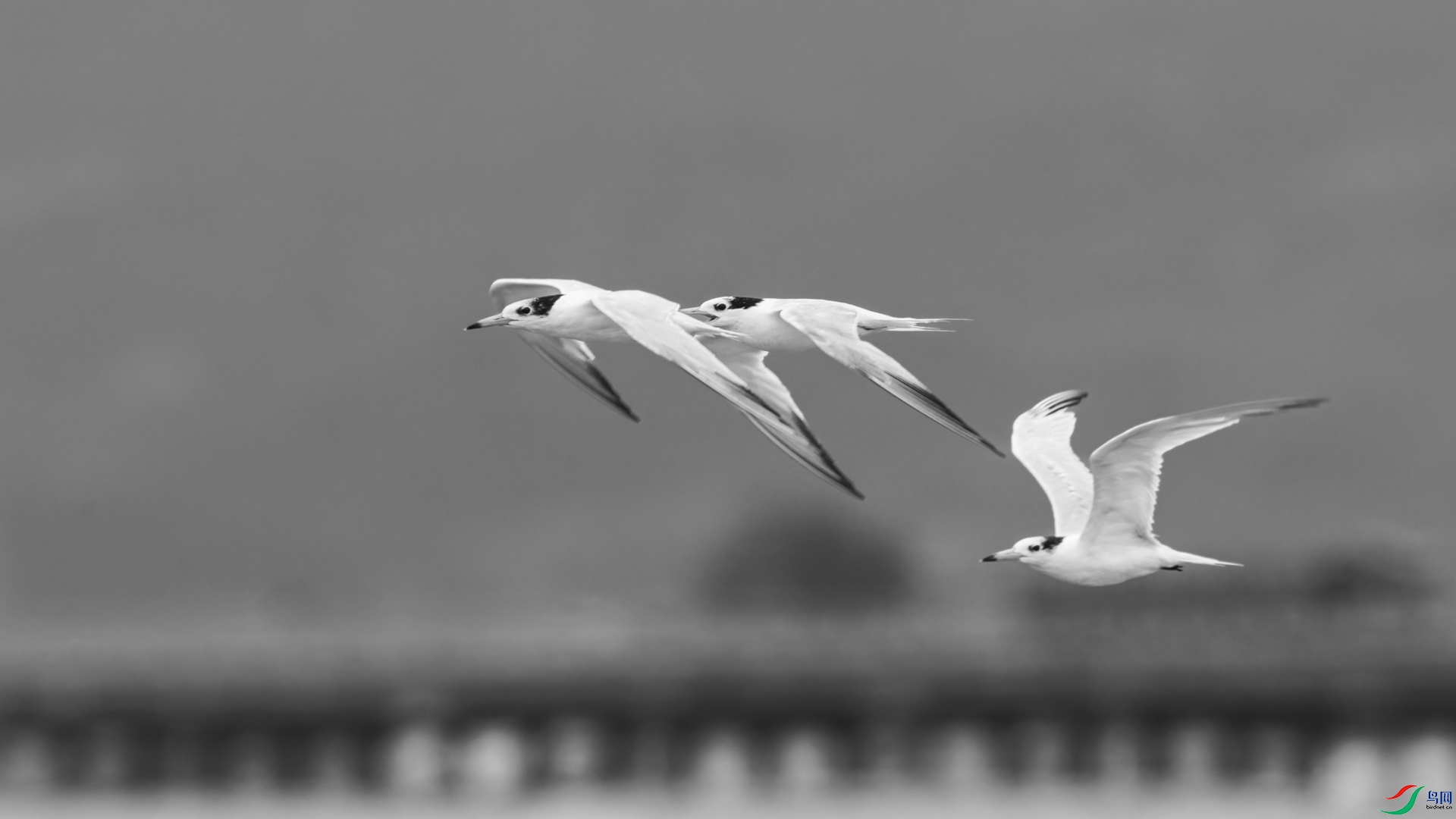 _00A0226-CR2_DxO_DeepPRIMEXD-1.jpg