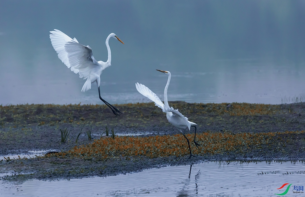 _MGL7395-3.jpg