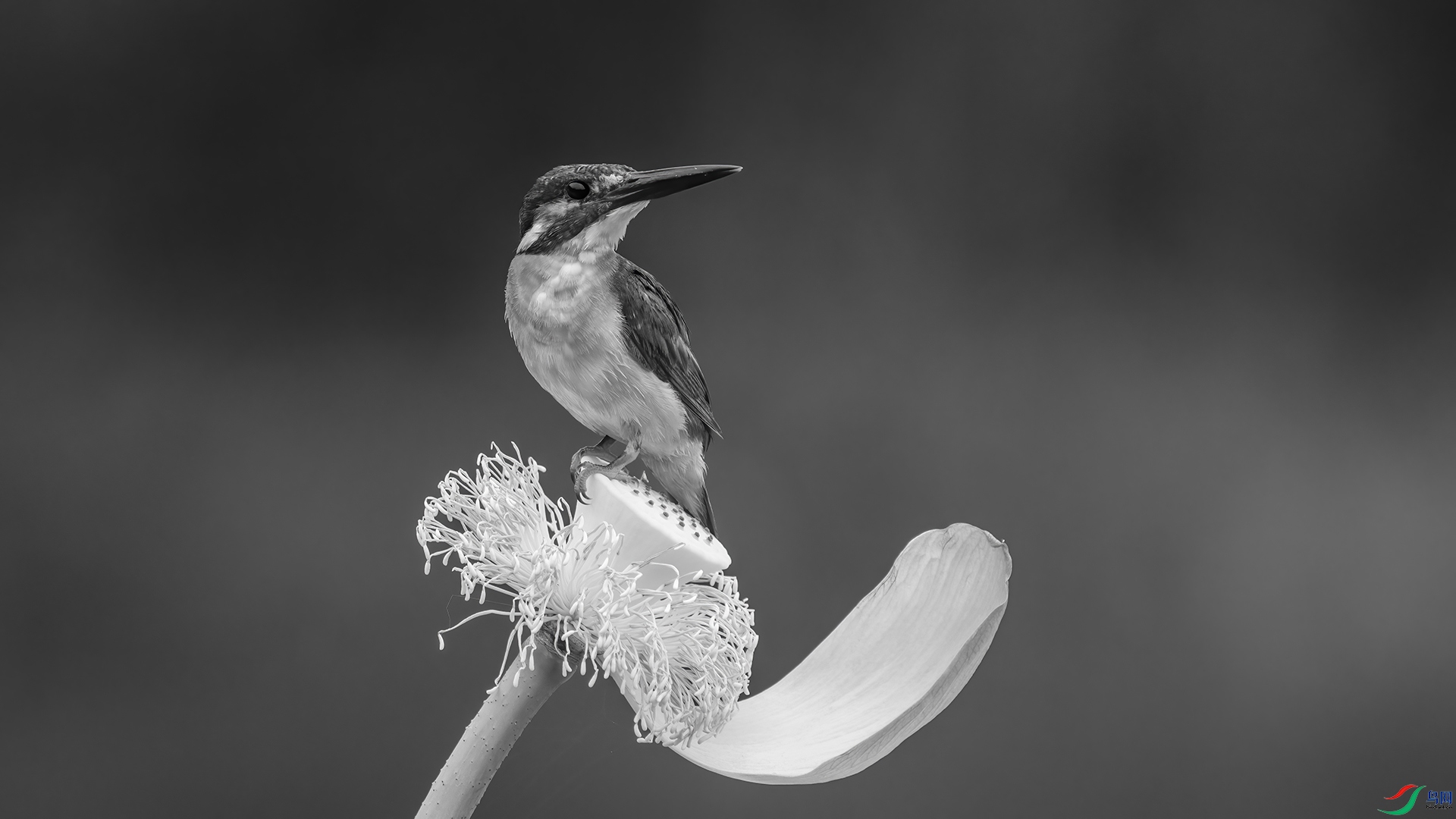 DSC06082 ����.jpg