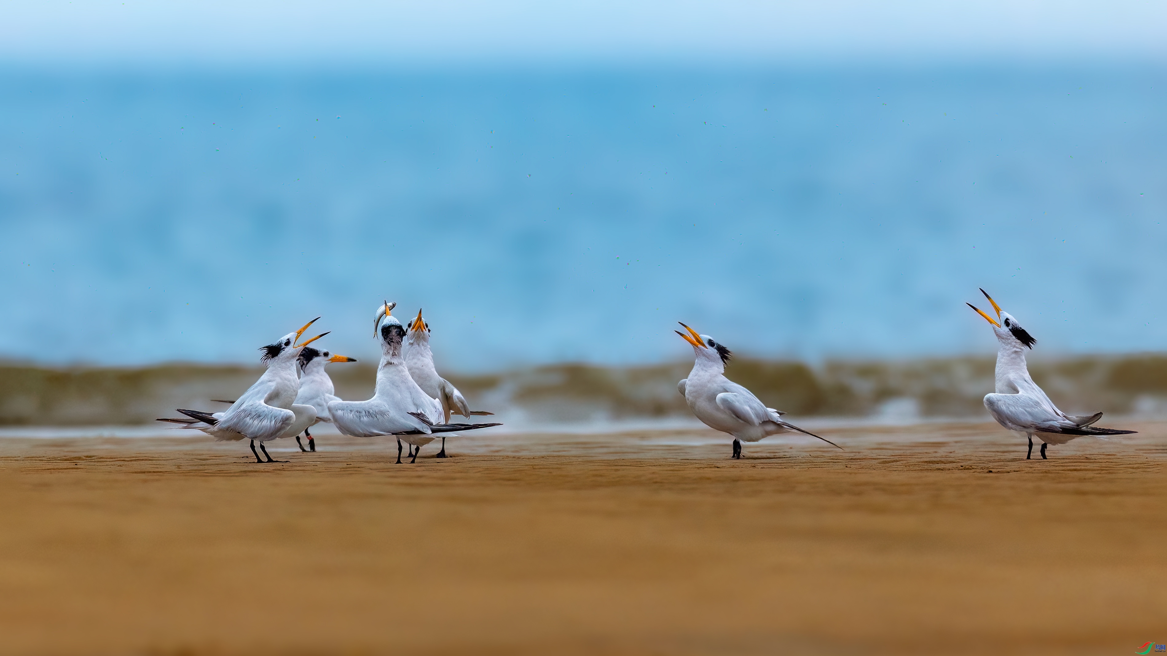 9.10��־������ʦ��Ʒ   ���ѵ�ѡ�� ��ף���ٻ����������.jpg