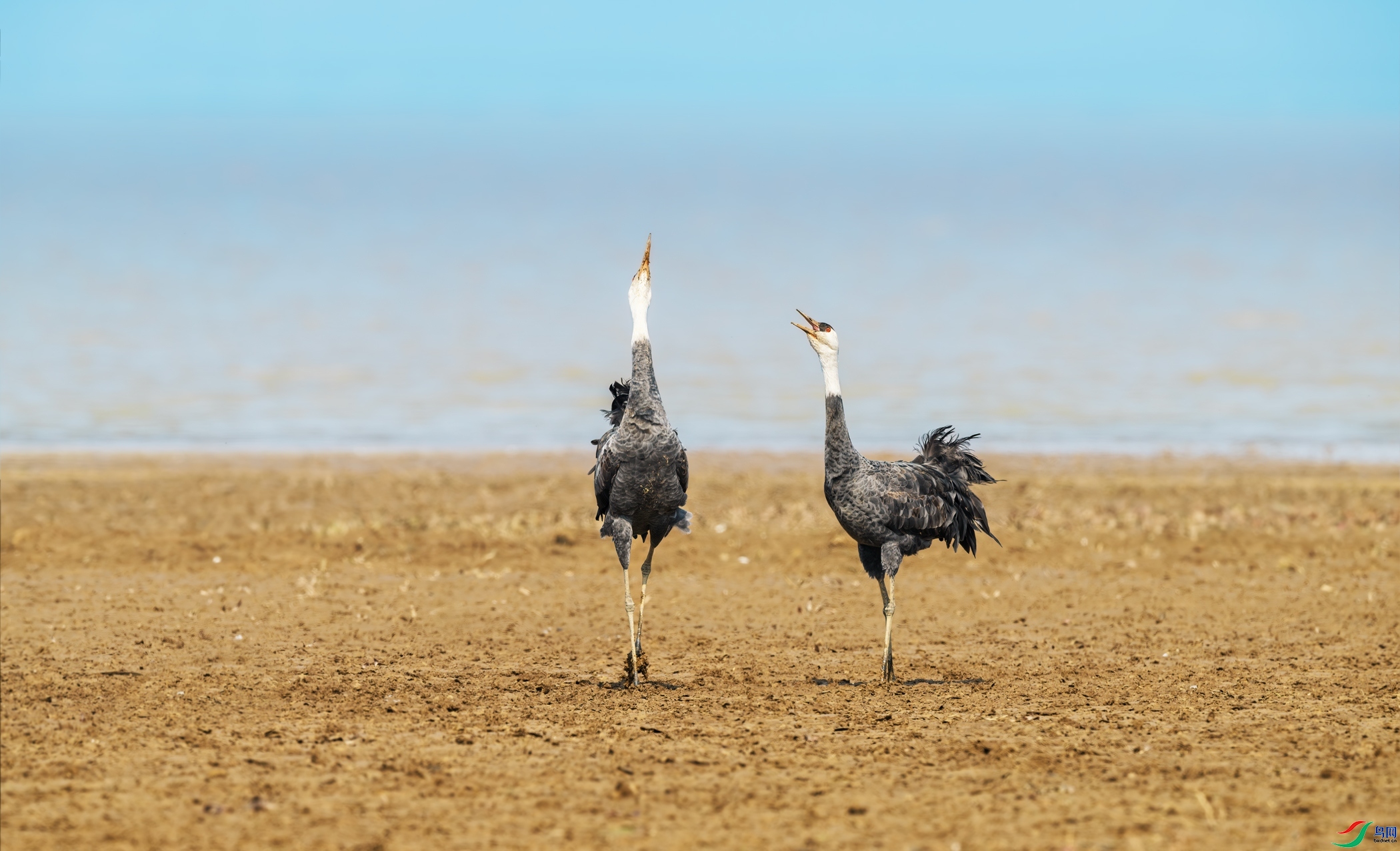 9.10����������ʦ��Ʒ   �߸�۶���� ��ף���ٻ����������.jpg