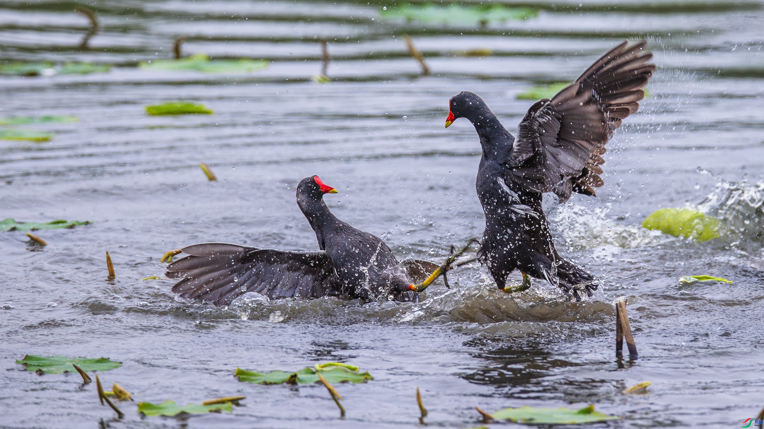 9.12��Ұ������ʦ��Ʒ  �������� ��ף���ٻ���Ӱʦ������.jpg