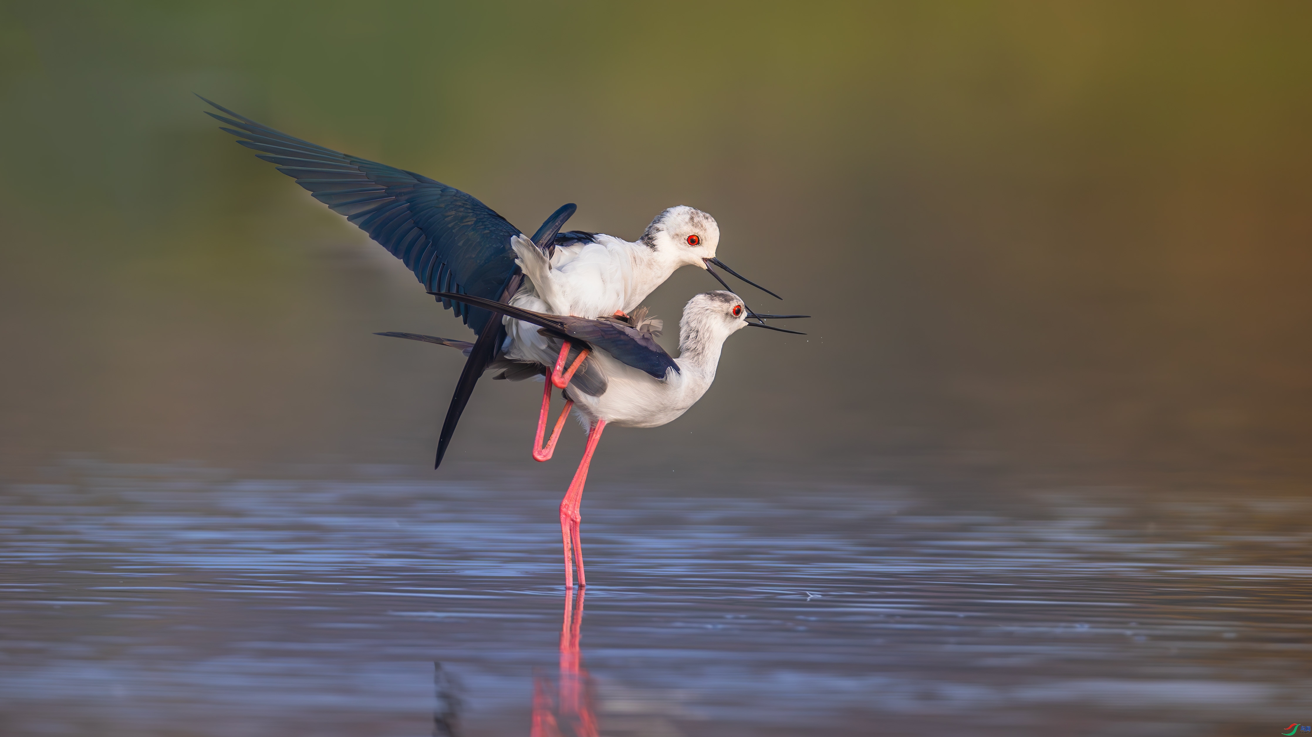 9.14��Ұ������ʦ��Ʒ   ����֮�� ��ף���ٻ���Ӱʦ������.jpg