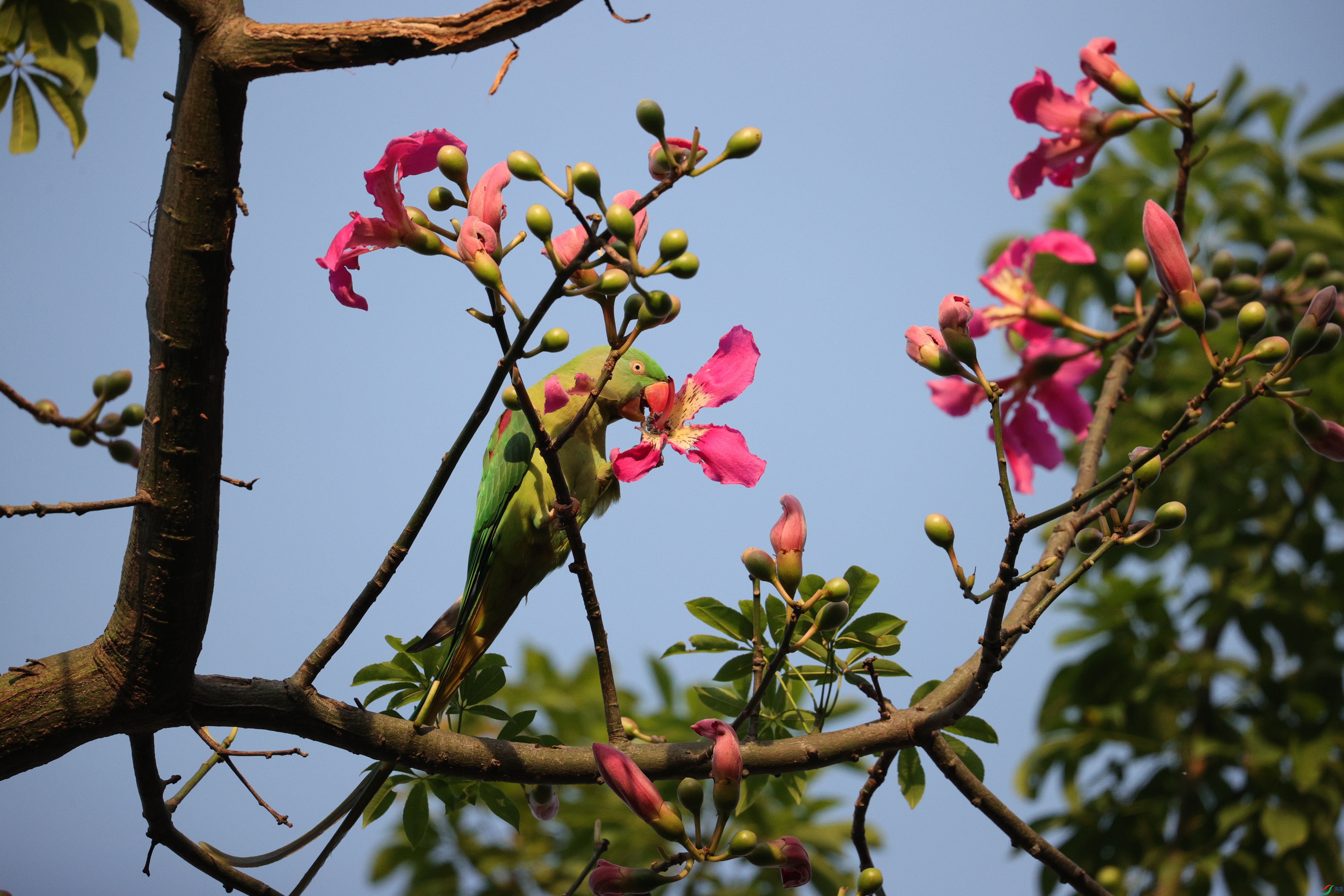 6009��ש����