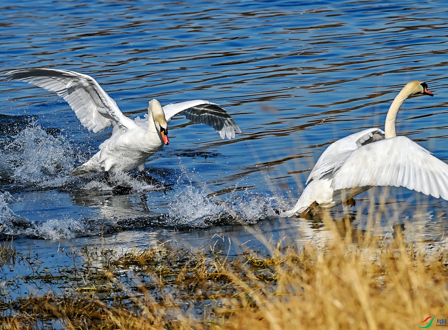 DSC_5443---_conew1.jpg