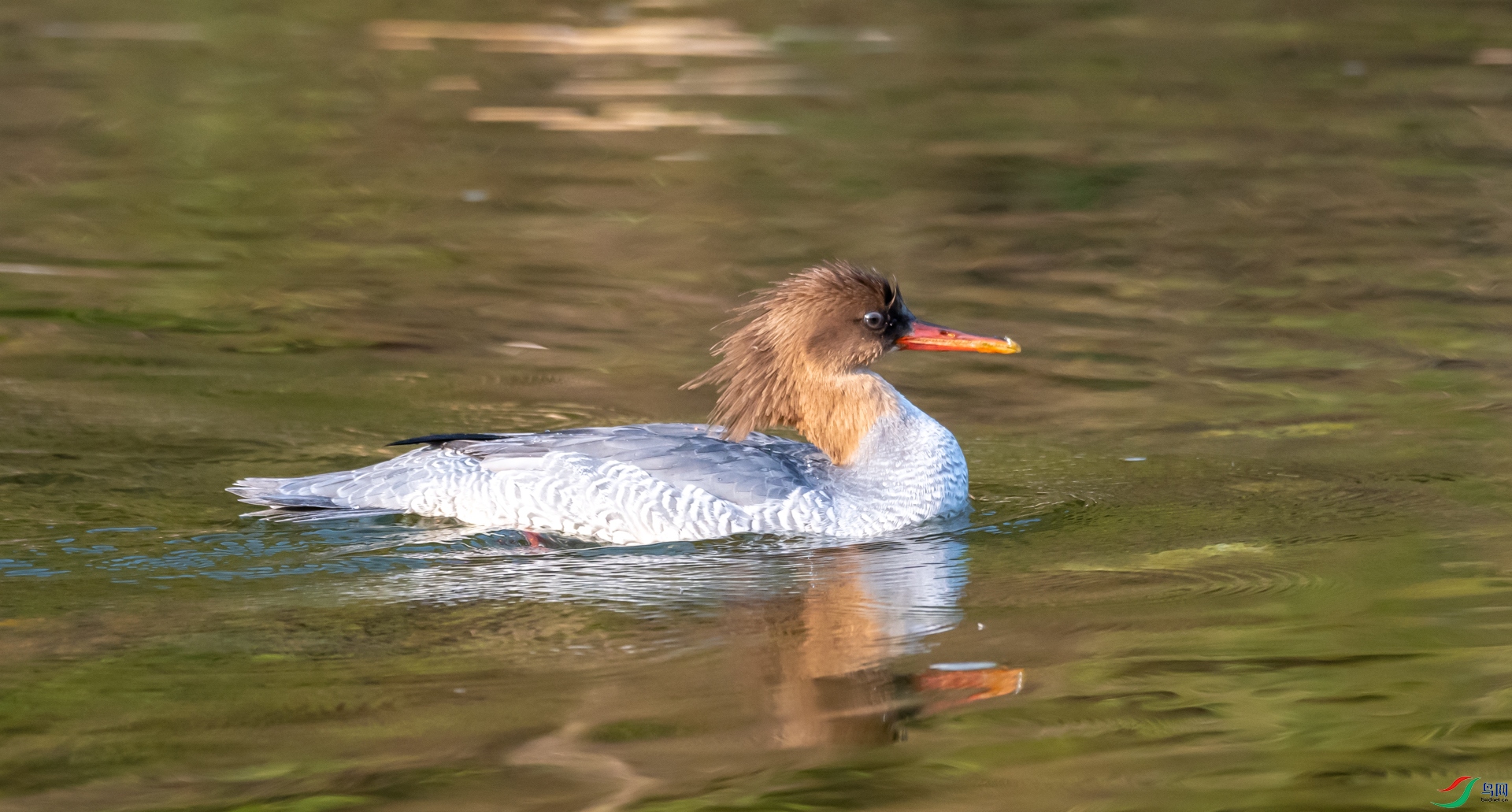 DSC_2452.jpg