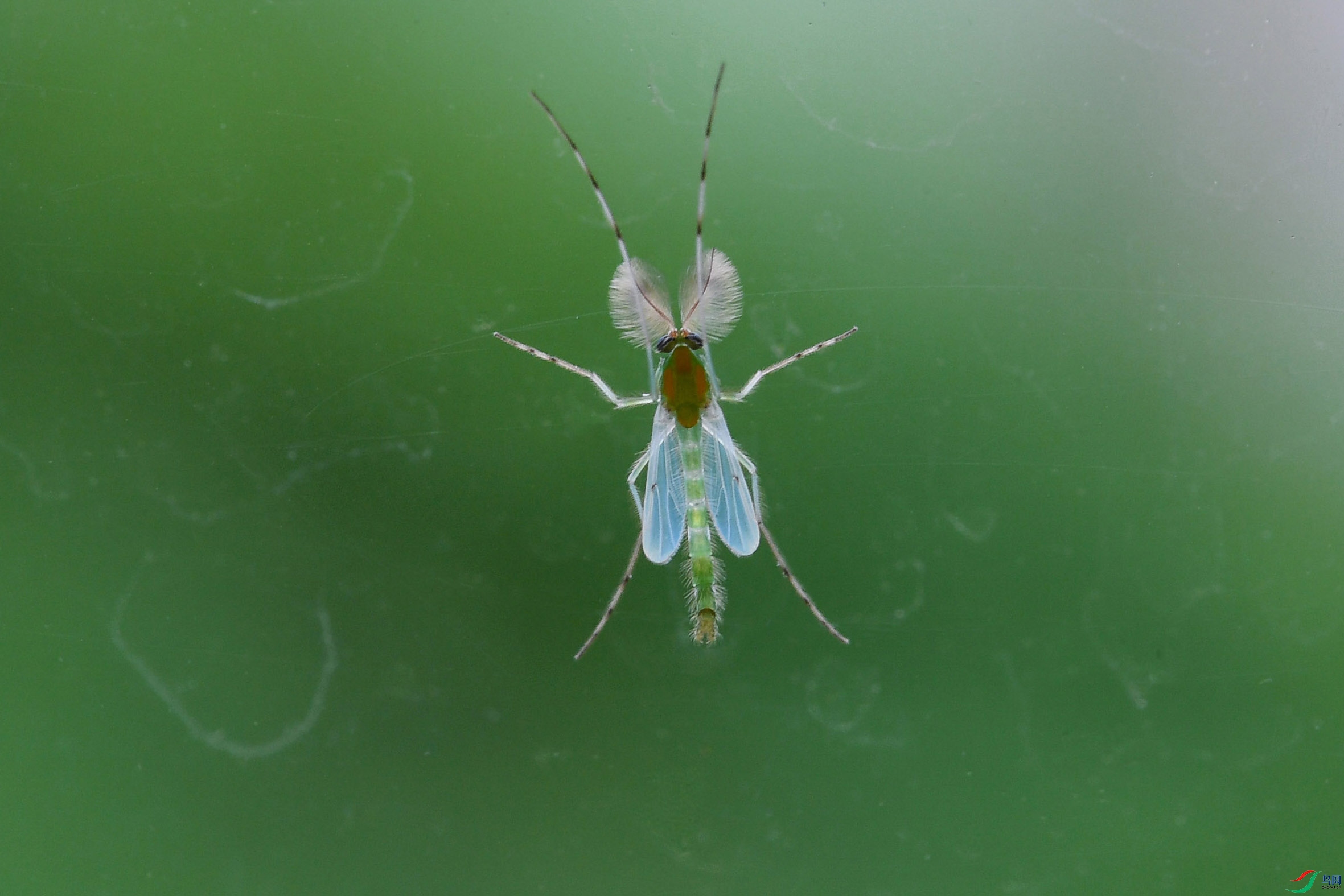 DSC_9477-0.jpg