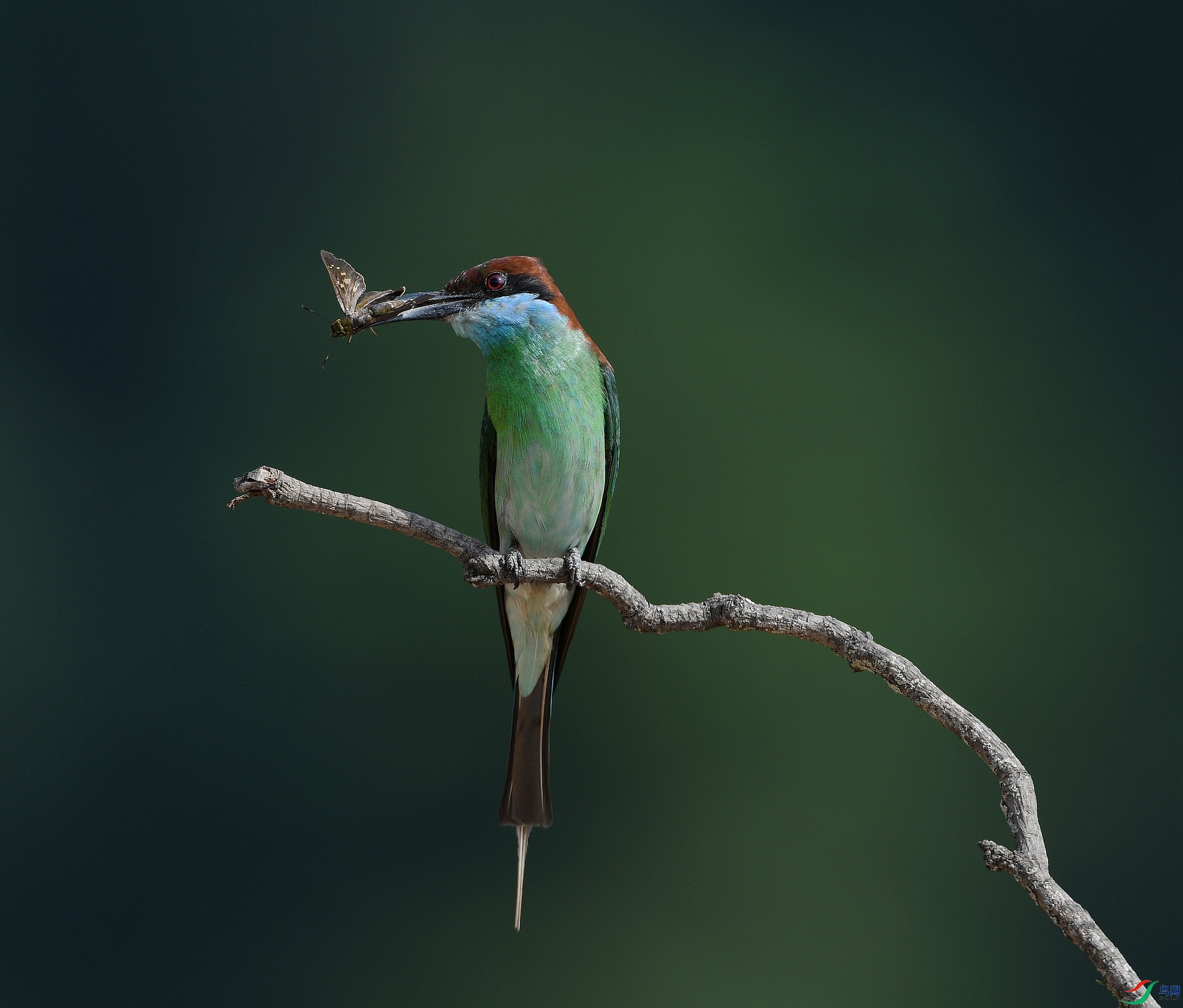 DSC_7322.jpg