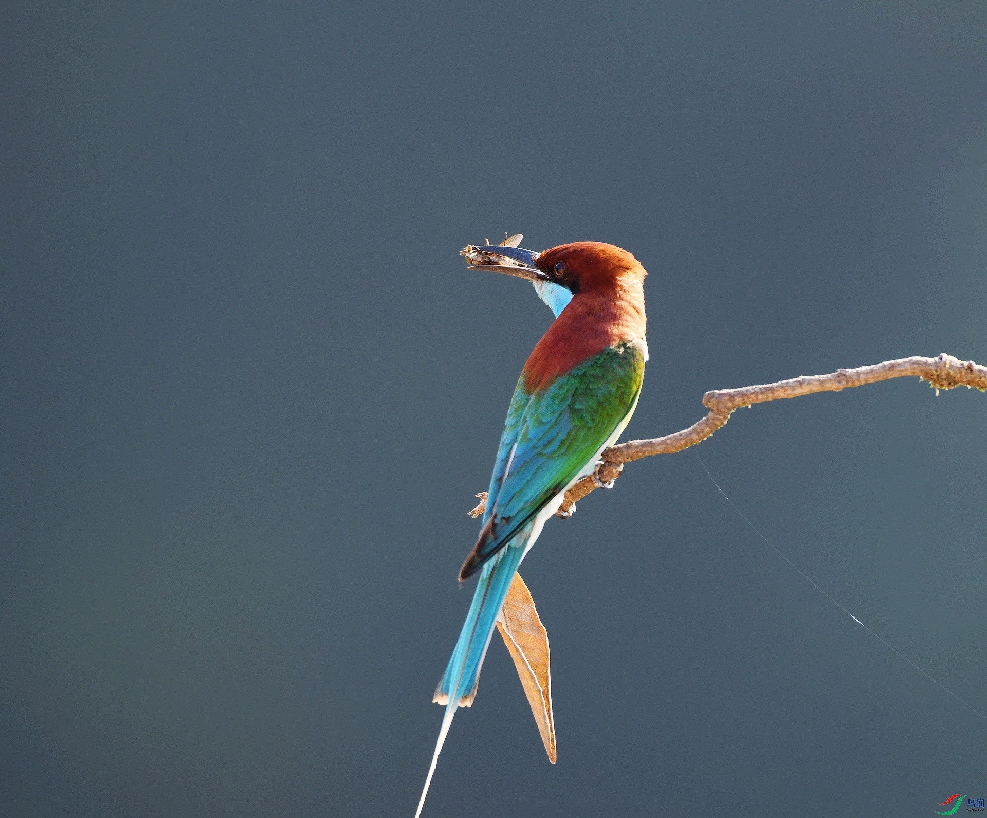 DSC_8383.jpg
