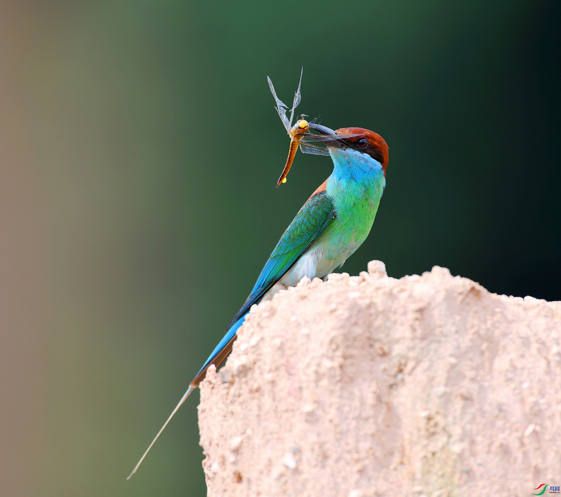 DSC_8673.jpg