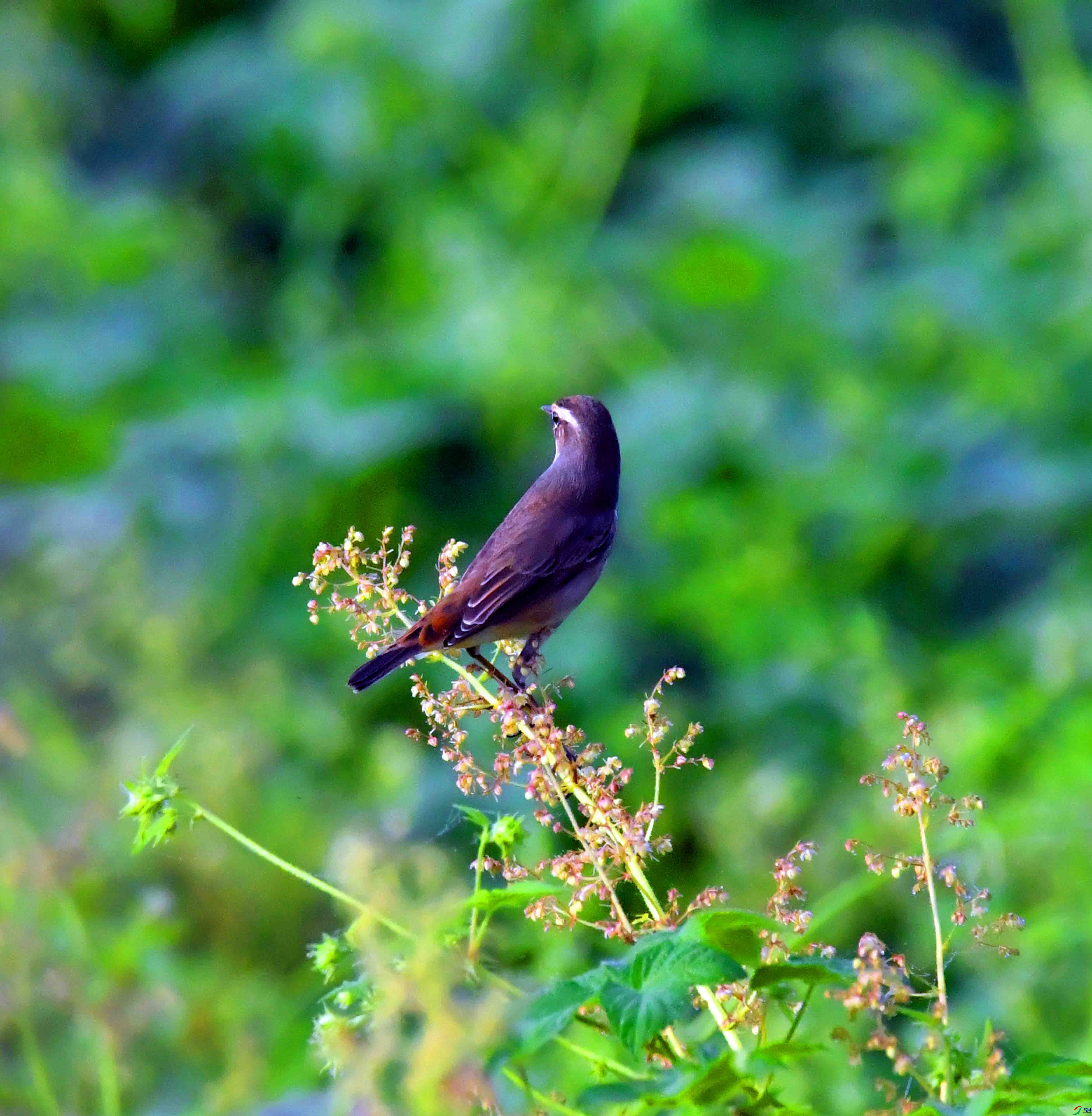 DSC_1009.JPG
